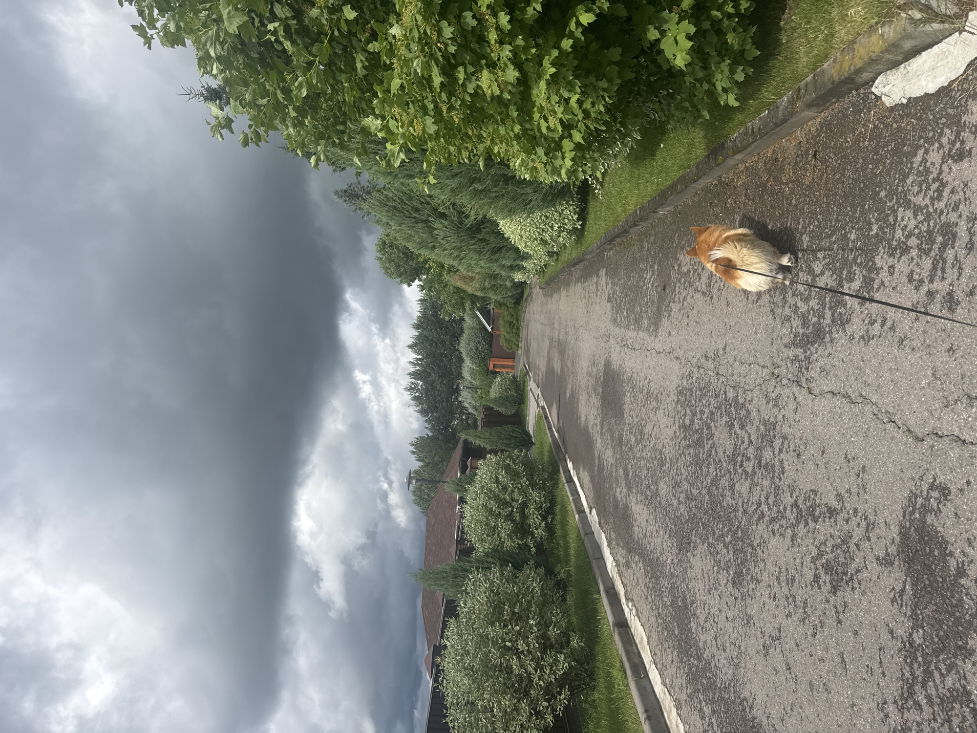 A corgi walks on a paved road in the village of Zelyonye Kholmy KP, Russia. The sky is overcast with dark clouds, suggesting imminent rain. The road is flanked by green grass, manicured bushes, and tall evergreen trees. Houses with dark roofs are visible in the background, surrounded by fences and more greenery. The corgi is on a leash, walking away from the camera, with its tail raised. The overall scene depicts a suburban or rural setting under a dramatic sky.
