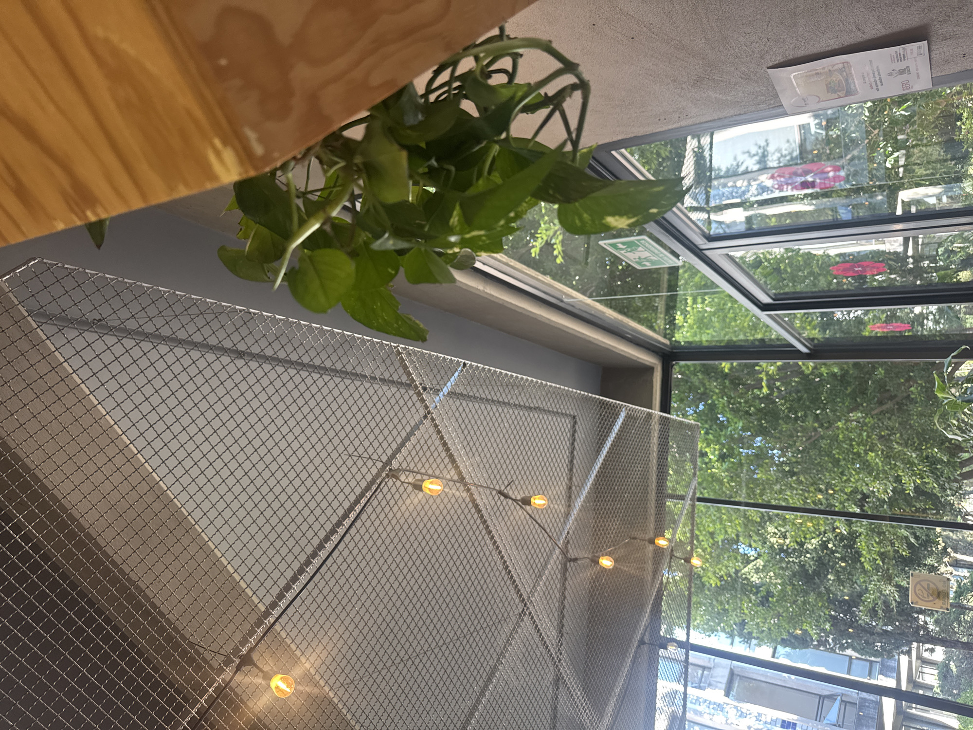 A photograph from a low angle showcases a section of a room with several elements. A light-colored wooden surface is in the upper left corner, with a hanging plant nearby. A metallic mesh structure adorned with a string of lights spans across the frame. The room features a window view of what appears to be lush green trees and buildings. Signage is also visible on the window. The location is San Bernardino Tlaxcalancingo, Mexico.