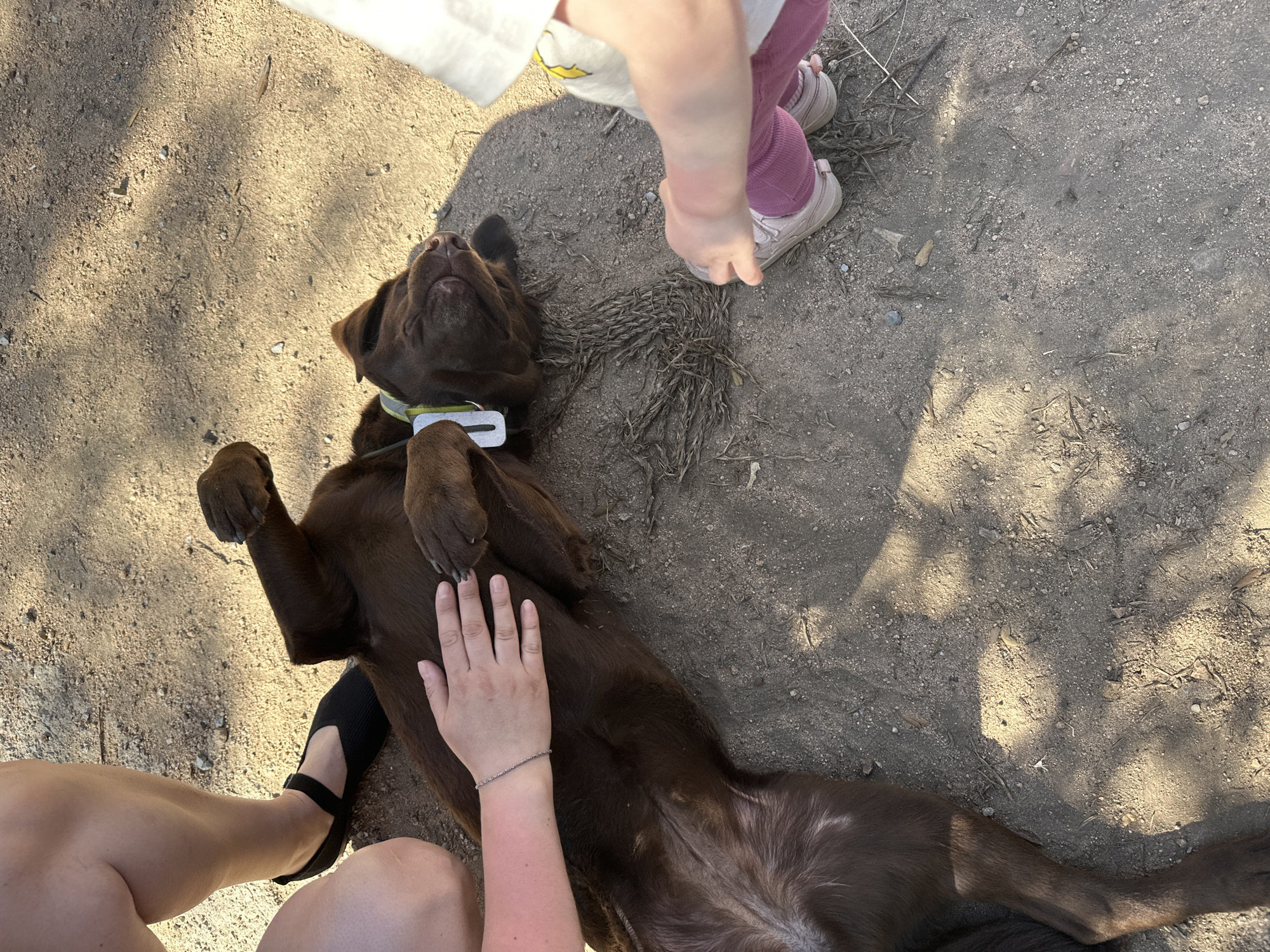 A high-angle, medium shot captures a brown Labrador dog lying on its back on a sandy, outdoor surface. The dog's head is tilted back, and its eyes are closed. A person's hand is resting on the dog's chest, and another person's legs, clad in pink leggings and beige shoes, are visible near the dog's head. The dog is wearing a green collar with a silver tag. The ground is a mixture of sand and small stones, with some dried plant matter scattered around. Sunlight casts shadows from unseen foliage onto the ground, suggesting an outdoor setting during daylight hours. The overall mood appears to be relaxed and affectionate, with the dog enjoying attention. The location context is Tossa de Mar, Spain. No visible text is present.