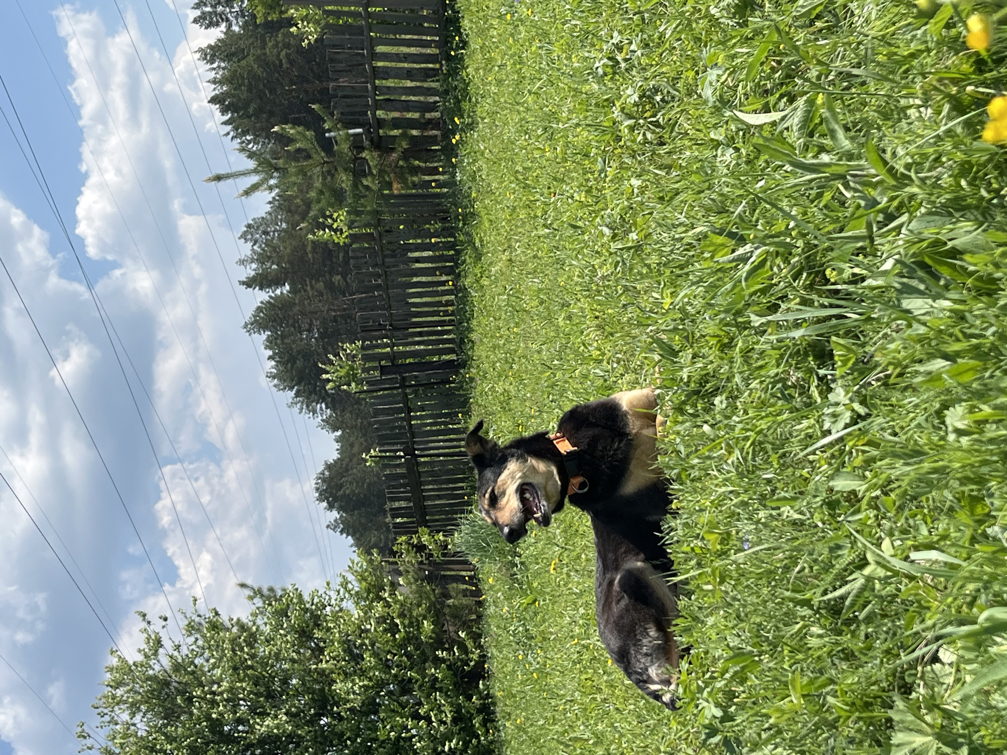 The image shows a dog with black and tan fur lying in green grass in an outdoor setting. The dog is wearing an orange collar and has its mouth open, possibly panting or yawning. Behind the dog is a wooden fence and trees. The sky is visible in the upper portion of the image, with clouds and power lines stretching across it. Without further information, I cannot confirm the location in Nizhny Tagil, Russia.