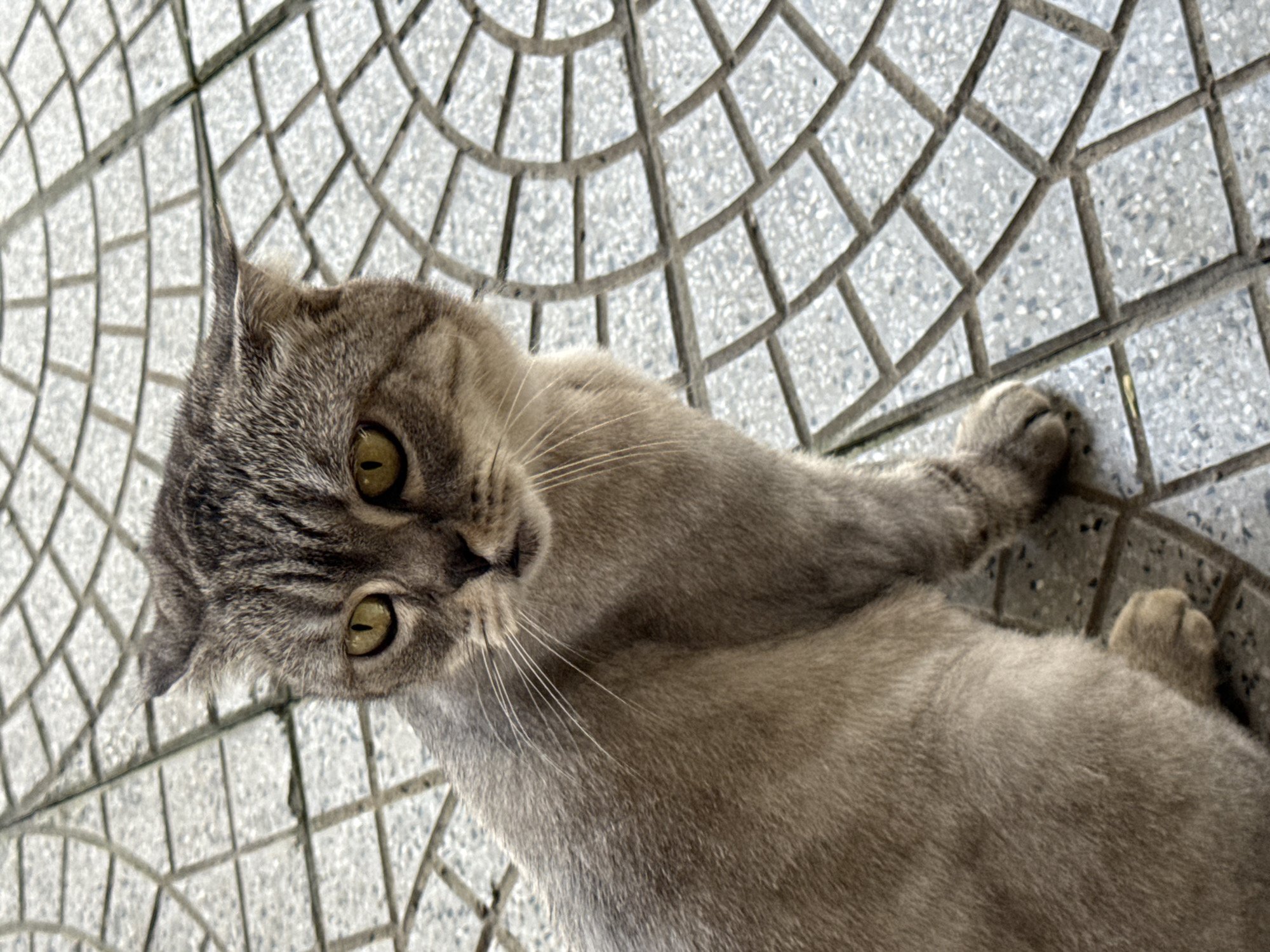 A grey tabby cat is lying on a tiled surface. The tiled surface is composed of light grey squares with dark grey grout. The cat is lying on its side with its front paws outstretched. The cat has green eyes and a grey and black striped pattern on its head. The cat is looking towards the camera. The location is indeterminate but assumed in Đà Nẵng, Vietnam.