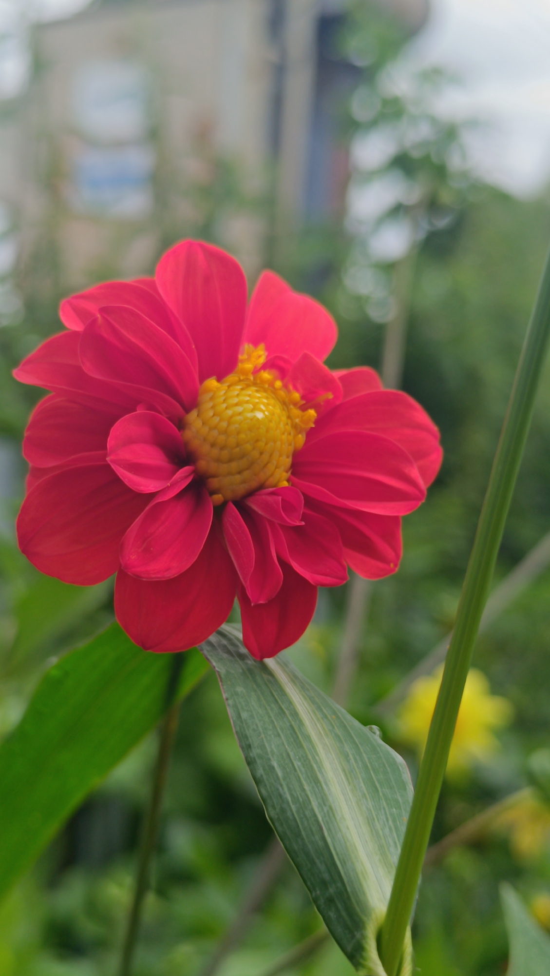 A single red dahlia flower with a yellow center is in focus in the foreground. The flower is surrounded by green foliage. In the background, a building and trees are out of focus. The image was taken outdoors in Karsha, Russia.