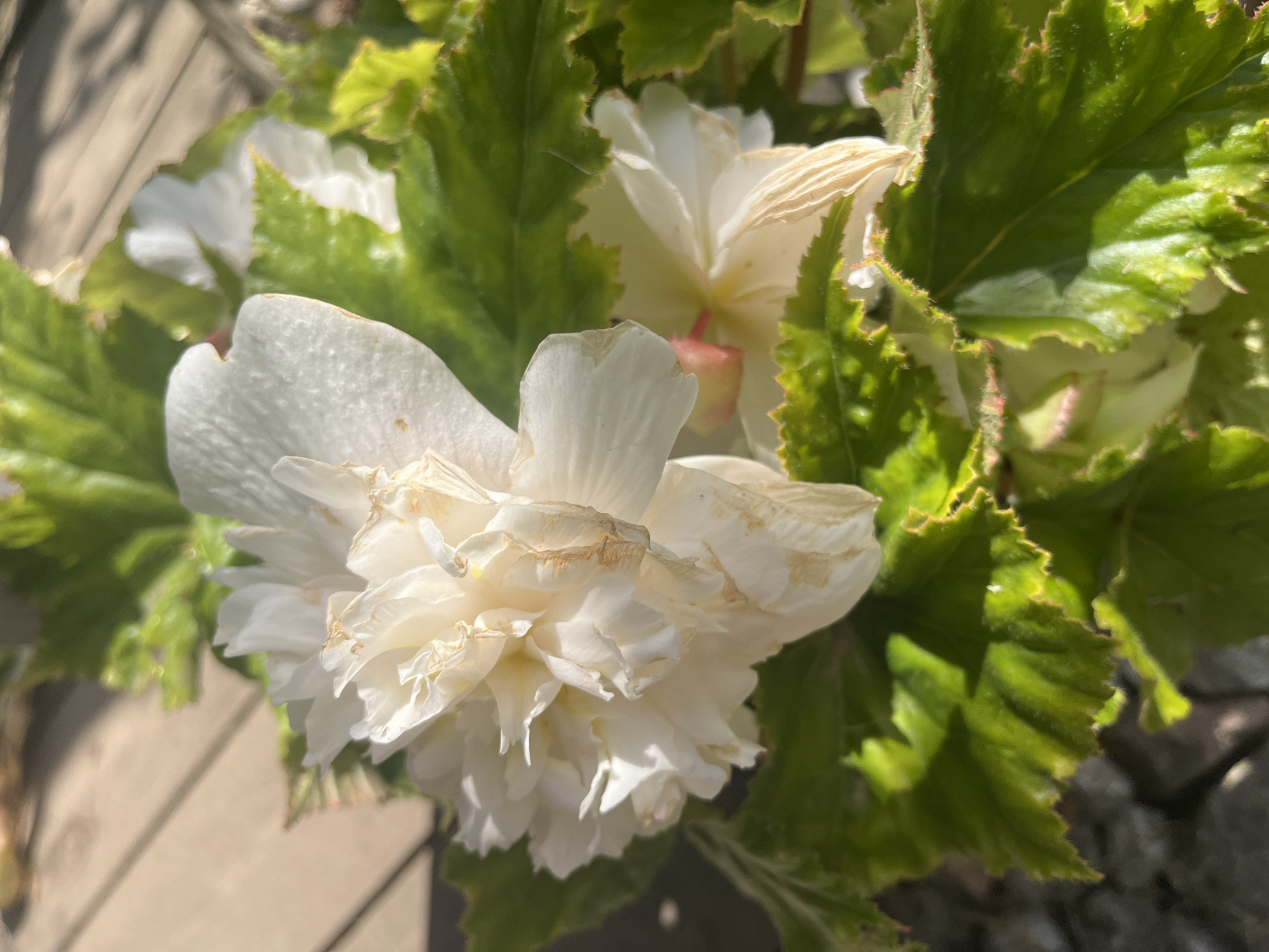 A close-up, eye-level, outdoor shot features a cluster of white begonia flowers in the foreground. The flowers are multi-petaled and some exhibit browning on the edges, suggesting they are past their prime. Lush green leaves with serrated edges surround the blossoms, some of which are illuminated by dappled sunlight. In the background, a wooden surface, likely decking, is visible, along with a blurred greyish, textured area, possibly stone. The lighting suggests it is daytime, with shadows cast by the leaves and flowers. No people are present in the image, and no specific location in Kaunas, Lithuania can be determined from the visual information provided.