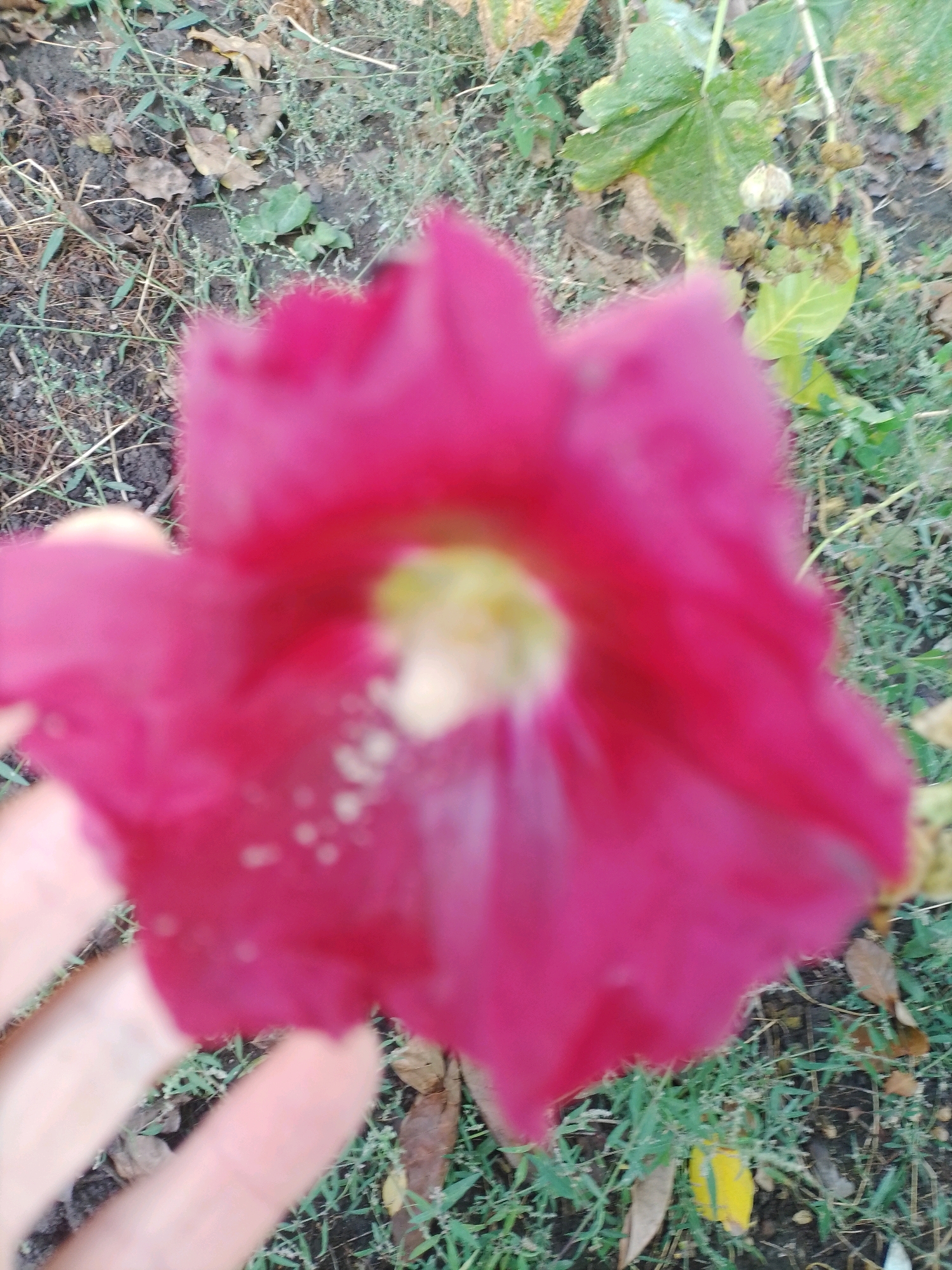 A close-up, out-of-focus image shows a pink flower being held by a hand in Ustyvytsia, Ukraine. The flower is large and vibrantly colored, with soft, fuzzy petals. The hand is light-skinned and appears to be a person's left hand, with fingers slightly curled around the base of the flower. The background consists of dry leaves, grass, and soil, suggesting an outdoor setting, possibly a garden or park. The lighting appears to be natural, likely daylight, and the overall impression is one of casual observation.
