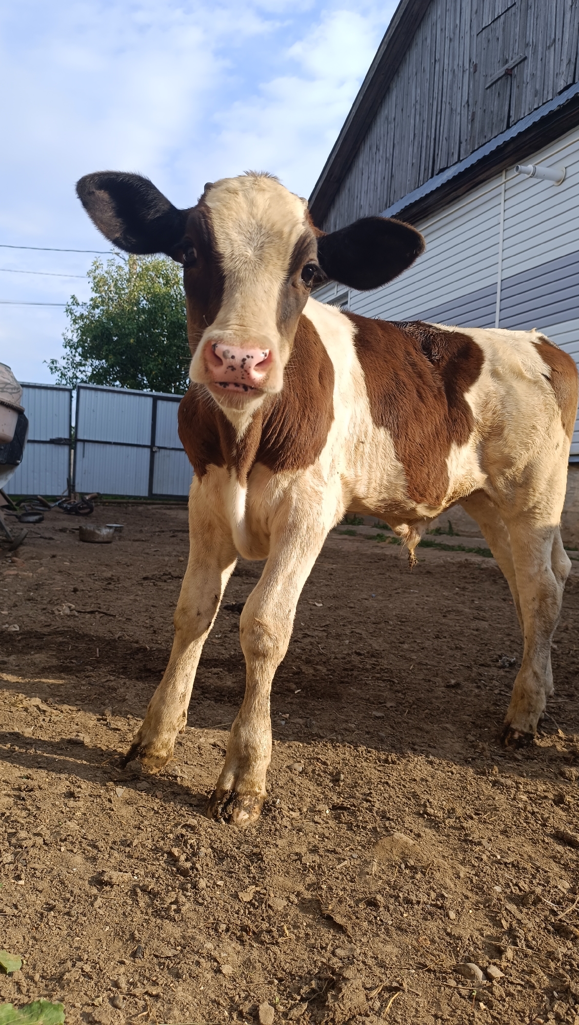 A young, brown and white patched calf stands in a dirt enclosure. The calf is facing the camera, with its head tilted slightly to the left. Its eyes are dark, and its nose is pink with black spots. The calf's ears are large and black on the inside and edged in white. The calf has a light brown patch covering its forehead, extending down its nose, and another patch on its back. Its body is primarily white with large brown patches on its sides and hindquarters. The calf's legs are slender and light brown, with dark hooves.
The ground is a mix of dry, reddish-brown dirt and small pebbles. In the background, a white fence separates the enclosure from a yard with some scattered debris, including what appears to be a metal basin or trough. Beyond the fence, there is a green tree and a tall, white structure with horizontal siding. To the right of the frame, a weathered wooden building with a corrugated metal roof is visible, extending upwards and angled towards the sky. The sky above is a clear blue with scattered white clouds. The scene is illuminated by sunlight, casting shadows on the ground. The image has a grainy texture and appears to be taken from a low angle, emphasizing the calf's presence. The location is identified as the city of Karsha, Russia.