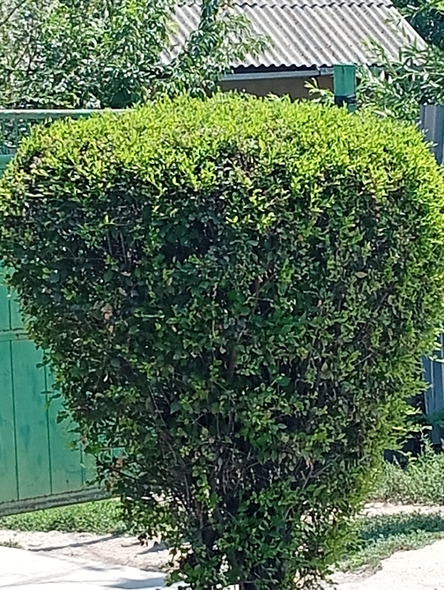 The image shows a dense, rounded green bush in the foreground, possibly a boxwood or privet, trimmed into a consistent shape. Behind the bush, a portion of a light-colored, corrugated roof structure is visible, suggesting a building or shed. To the left of the bush, a tall, vertical, green structure, possibly a fence or gate, is present. The ground in front of the bush is a mixture of light-colored gravel or sand and green grass. The overall setting appears to be an outdoor area, likely a garden or yard, in a temperate climate, possibly in the city of Төмөнкү Ала-Арча, Kyrgyzstan, given the vegetation and building style. There are no people or animals visible in the image.