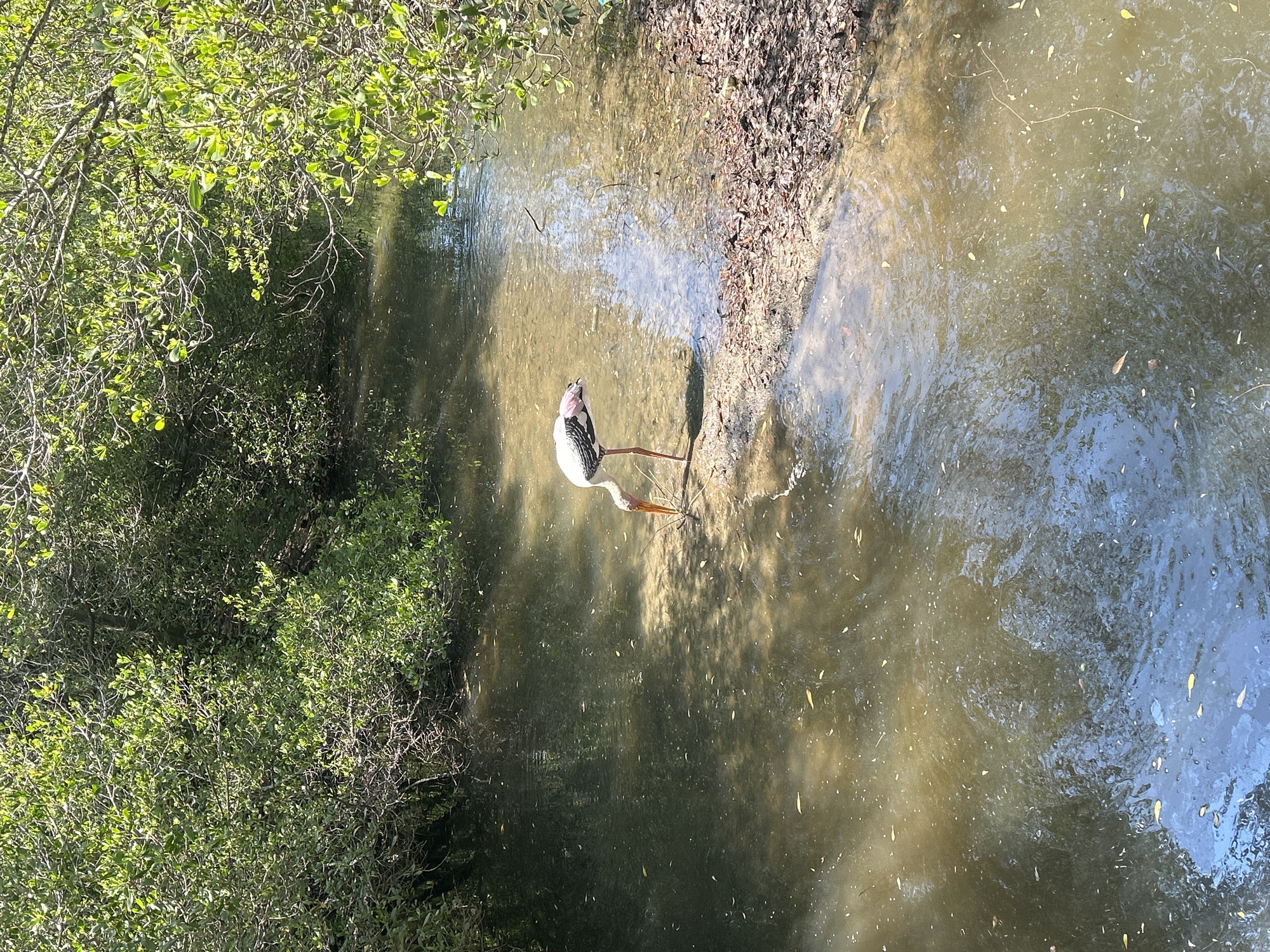 A painted stork, identifiable by its white plumage with black wing markings and a pinkish-tinged back, stands in shallow, murky water. The bird's long, orange beak is lowered towards the water, suggesting it is foraging. The stork is positioned on the edge of a small island or mudflat covered with fallen leaves, which contrasts with the submerged portion of its legs. The water is calm, reflecting the dappled sunlight and the surrounding lush green foliage of mangrove trees. The scene is captured from an elevated perspective, looking down into a narrow waterway bordered by dense vegetation. The environment appears to be a natural wetland area.