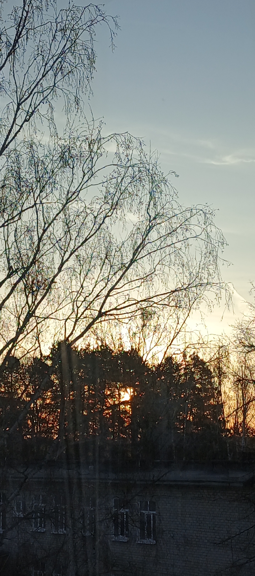 The image displays an outdoor scene captured during either sunrise or sunset, characterized by a prominent display of bare tree branches against a transitioning sky. In the foreground and midground, numerous deciduous trees, some with delicate, weeping branches reminiscent of birch, are silhouetted. Their intricate, leafless branches dominate the upper and central parts of the frame.
The sky transitions from a light, pale blue at the top to a vibrant golden-orange at the horizon, indicating the low position of the sun. Strong, warm light emanates from behind a dense line of trees in the midground, with visible sunbeams piercing through their dark silhouettes. The bareness of the trees strongly suggests a colder season, such as late autumn, winter, or early spring.
In the lower background, a section of a brick building is visible behind the trees. It features light-colored brickwork and several rectangular windows, some of which appear to have grilles or bars. The building's design suggests a functional, possibly older structure.
The overall scene is tranquil, devoid of people or discernible activity, focusing instead on the natural beauty of the trees and sky at a transitional time of day. The clear sky, combined with the golden light, creates a peaceful and contemplative atmosphere. Based on the provided context, the setting is Chaikovsky, Russia. There is no visible text in the image.