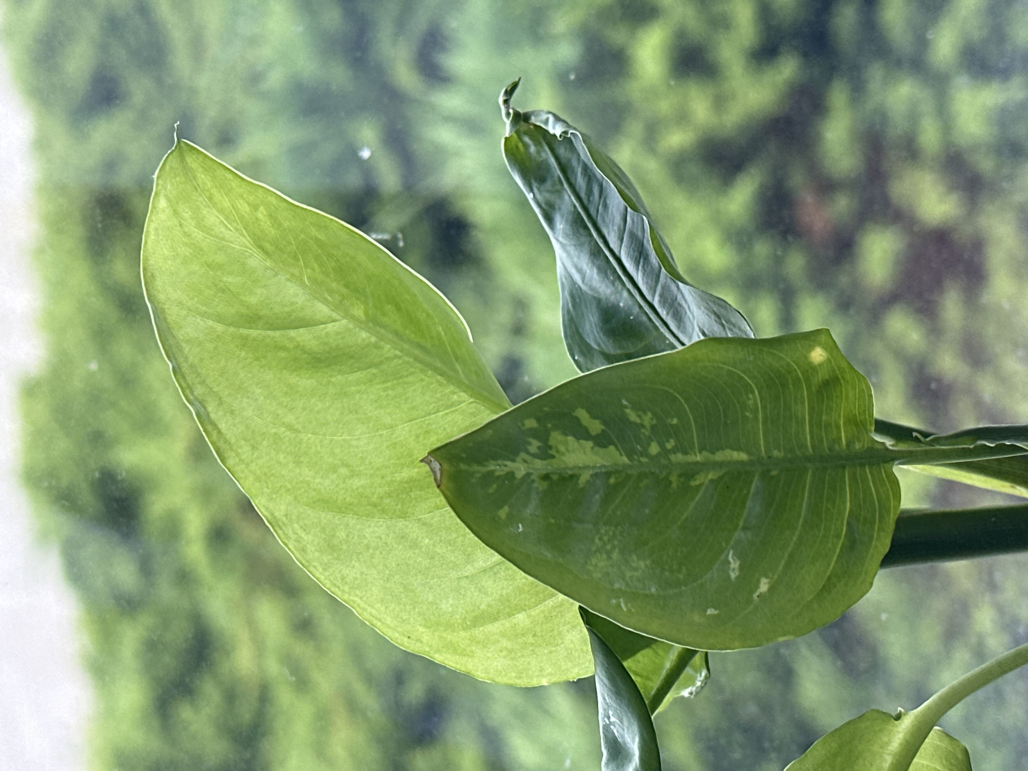 This is a close-up, vertical, eye-level shot of a plant with large green leaves, positioned in front of a blurred background of green foliage, likely viewed through a window. The plant's leaves are vibrant and show distinct vein patterns. One leaf in the foreground displays variegation with lighter green or yellowish patches. The overall impression is one of lush, natural growth. The location in Hora, Ukraine, is not explicitly depicted in the image, as the focus is entirely on the plant and its immediate surroundings, with the background offering no specific urban or geographical markers.