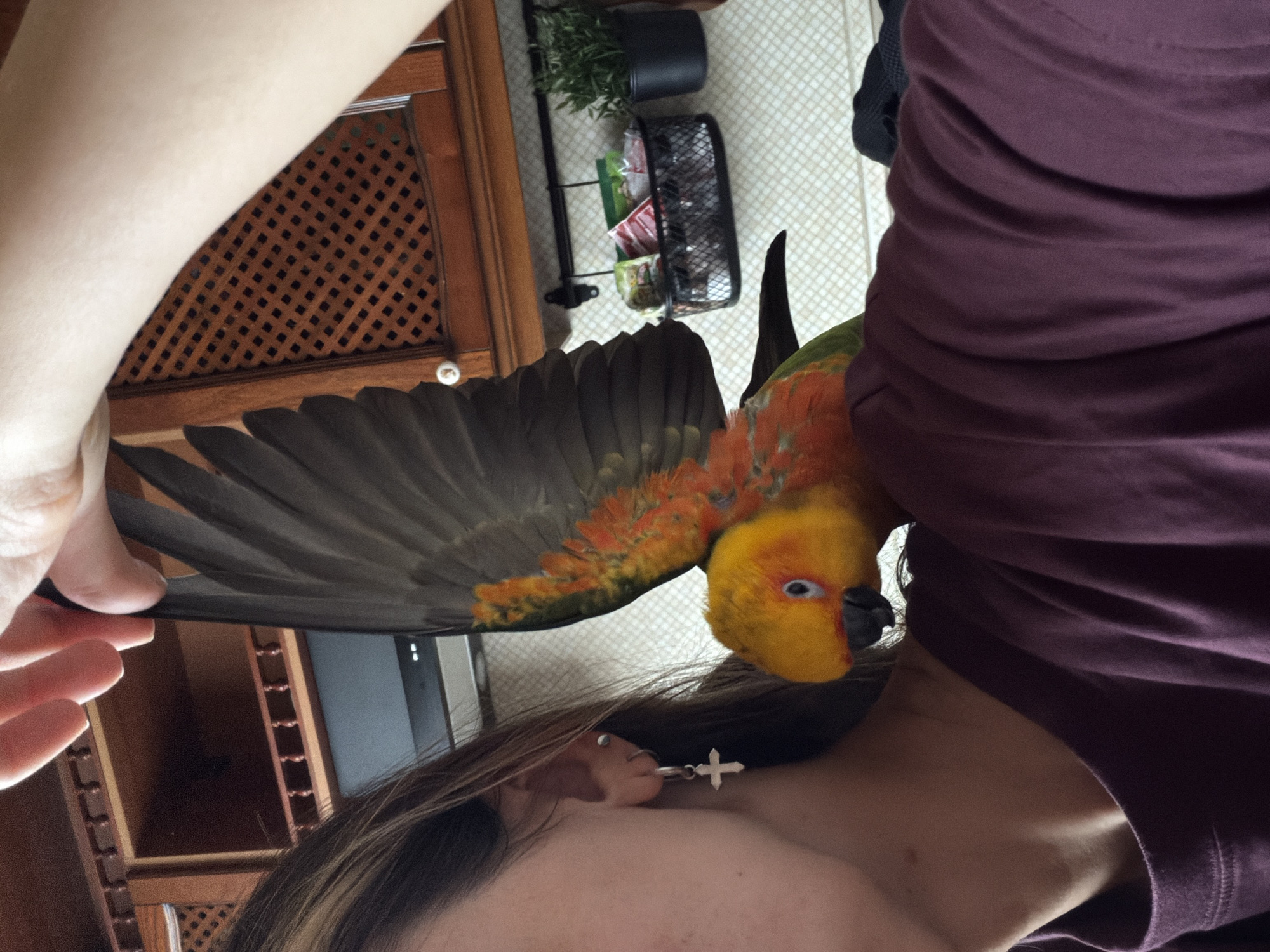 A person wearing a maroon shirt has a sun conure parrot perched on their shoulder. The parrot has its wing spread out, revealing gray and orange feathers. The person has shoulder-length brown hair and wears a silver cross earring. The background includes a wooden cabinet with a latticework door, a black wire basket, and a light-colored tiled floor. The location is not discernible as Khimki, Russia from the image.