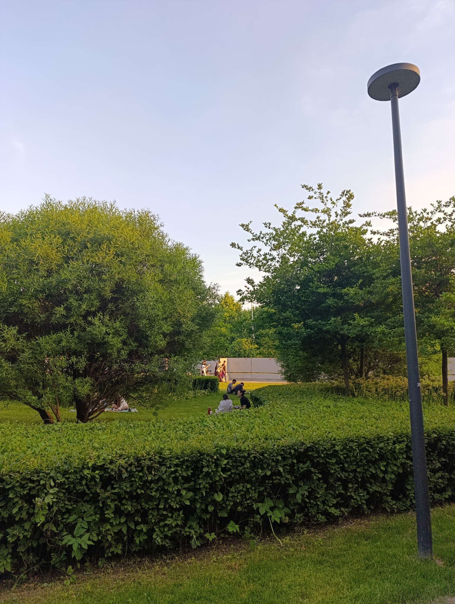 The image depicts a meticulously maintained urban green space, possibly a park, under a clear, pale blue sky suggestive of late afternoon or early evening lighting. A prominent dark grey, columnar street lamp with a flat, circular disc-shaped light fixture stands vertically on the far right, extending from the bottom to the top edge of the frame.
In the mid-ground, a dense, dark green hedge with a flat top forms a horizontal barrier across the lower half of the scene. Immediately in front of the hedge, a strip of vibrant green grass is visible.
Behind the hedge, the landscape opens to a larger grassy area where multiple individuals are present. On the left, a large, mature tree with a full canopy of slender, light green leaves dominates, casting shade. Beneath this tree, a group of at least three people are relaxing on the grass; one person is seen lying down in a light top, while another is seated in a dark top.
Towards the right, behind the hedge and to the left of the street lamp, another group of at least two individuals is seated on the grass, one wearing a light-colored top. A red cup is visible on the ground near them. Further back and to the right, several smaller trees with rounder leaves are interspersed with ornamental plants featuring dry, spherical seed heads.
In the far background, a long, light-colored, horizontal wall or barrier stretches across the scene. Beyond this barrier, on the far left, a small group of people are standing near what appears to be a light-colored building or structure. The overall atmosphere suggests a casual public setting for relaxation.
