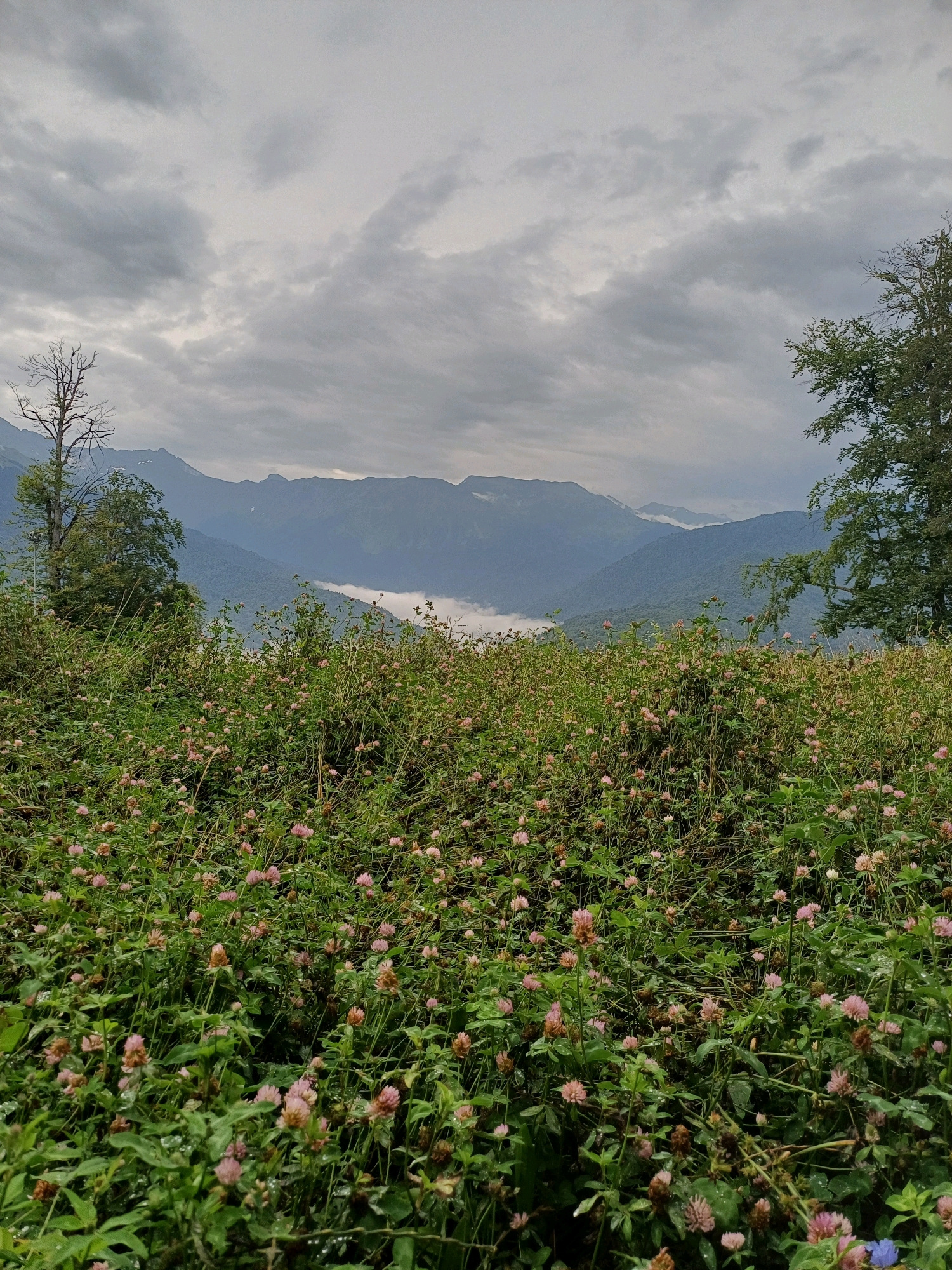 This image depicts a natural landscape likely located in or near Estosadok, Russia, a resort area within Krasnodar Krai. The foreground is dominated by a dense carpet of green foliage and small pink flowers, possibly clover. The vegetation appears slightly damp. Behind this lush growth, a valley can be seen, partially obscured by a layer of mist or low-lying clouds. In the distance, a series of layered mountains rise, their peaks shrouded in a hazy, overcast sky. Two trees are visible on the left and right edges of the frame, framing the view of the mountains and valley. One of the trees on the left appears bare and spindly, while the tree on the right is full of green leaves. The overall atmosphere is serene and slightly moody due to the overcast weather. No people or man-made structures are visible in the image.