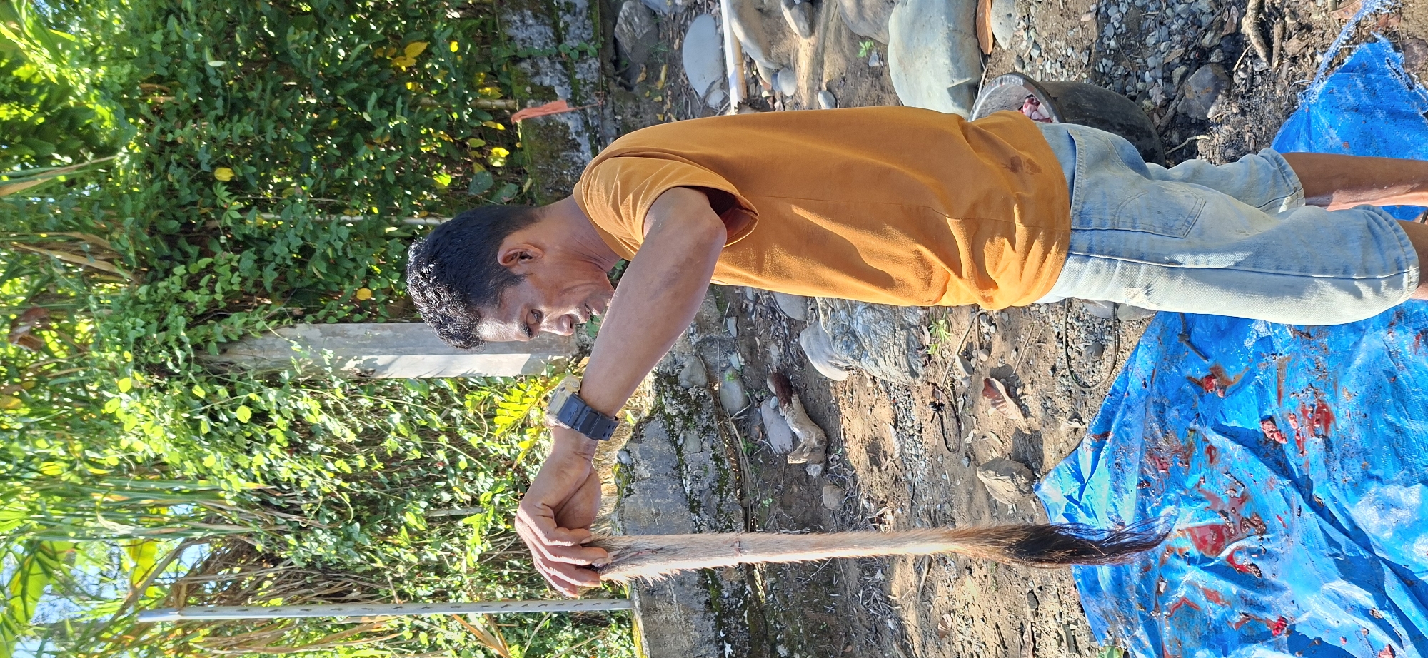 A man in an orange t-shirt and denim shorts stands outdoors, holding a long, furry object with a dark tip. He is looking down at the object, which dangles over a blue tarp spread on the ground. The tarp is stained with red material, likely blood and animal matter. The ground is dirt and gravel, with scattered rocks and a few pieces of driftwood. In the background, lush green vegetation and trees suggest a rural or natural setting. There are also some concrete structures and what appears to be a large black bucket partially visible on the right side of the image. The scene is lit by bright sunlight, creating shadows. The location is identified as Mane, Indonesia.