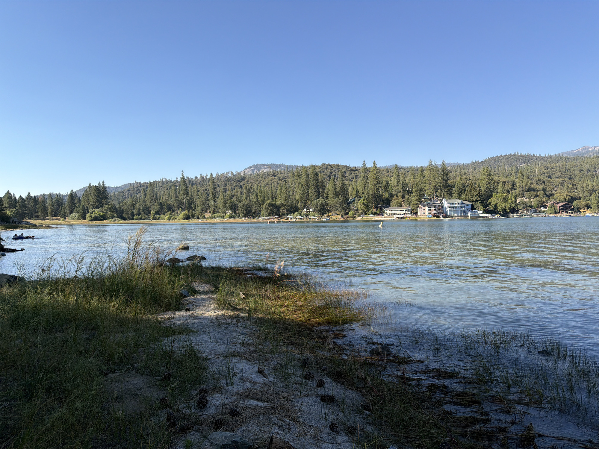 A wide, calm lake is bordered by a dense forest of evergreen trees that climb up a mountain range in the background under a clear blue sky. Along the far shore of the lake, several buildings, appearing to be vacation homes or resorts, are nestled amongst the trees. The water reflects the sunlight, creating shimmering patterns on its surface. In the foreground, the sandy shore is covered with sparse grass and pinecones, with some rocks visible. The overall scene depicts a serene natural landscape with a touch of human development. The location is Bass Lake, California, United States.