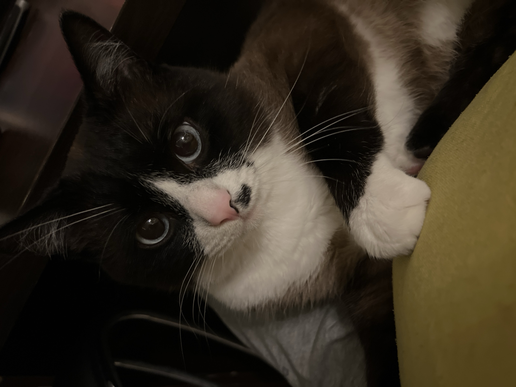 A close-up, slightly tilted, low-angle shot captures a cat with distinctive black and white markings. The cat's face is primarily white with black patches around its eyes and on its head and ears. The nose is pink with a small black mark on it. Its eyes are a bright, pale blue, and its whiskers are long and white. The cat's fur is a mix of black, white, and brown. One white paw is visible. The background is indistinct, with what appears to be dark furniture to the left and a yellow surface to the right. There is no discernible evidence to suggest the location is Noviy, Russia.
