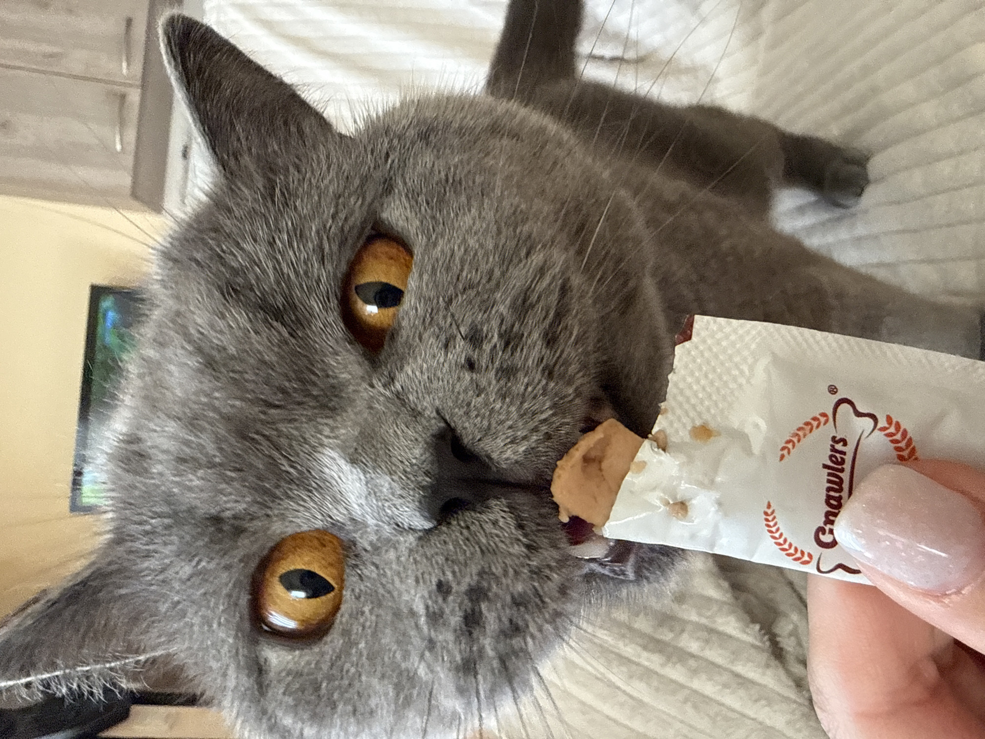 A close-up shot captures a gray British Shorthair cat with striking amber eyes intensely focused on a small, white treat packet held by a person's hand. The cat's mouth is open, and it appears to be licking or chewing on a small piece of the treat protruding from the packet. The packet is partially torn and displays a red logo with the word "Gnawlers" and a stylized bone shape. The cat's fur is soft and dense, and its whiskers are prominent. The background is softly blurred, showing a beige, textured surface, possibly a blanket or sofa, and hints of furniture and a television screen in the distance. The lighting is natural and seems to be coming from the front, illuminating the cat's face and the treat packet. There is no information in the image to determine the location within the city of Plovdiv, Bulgaria.