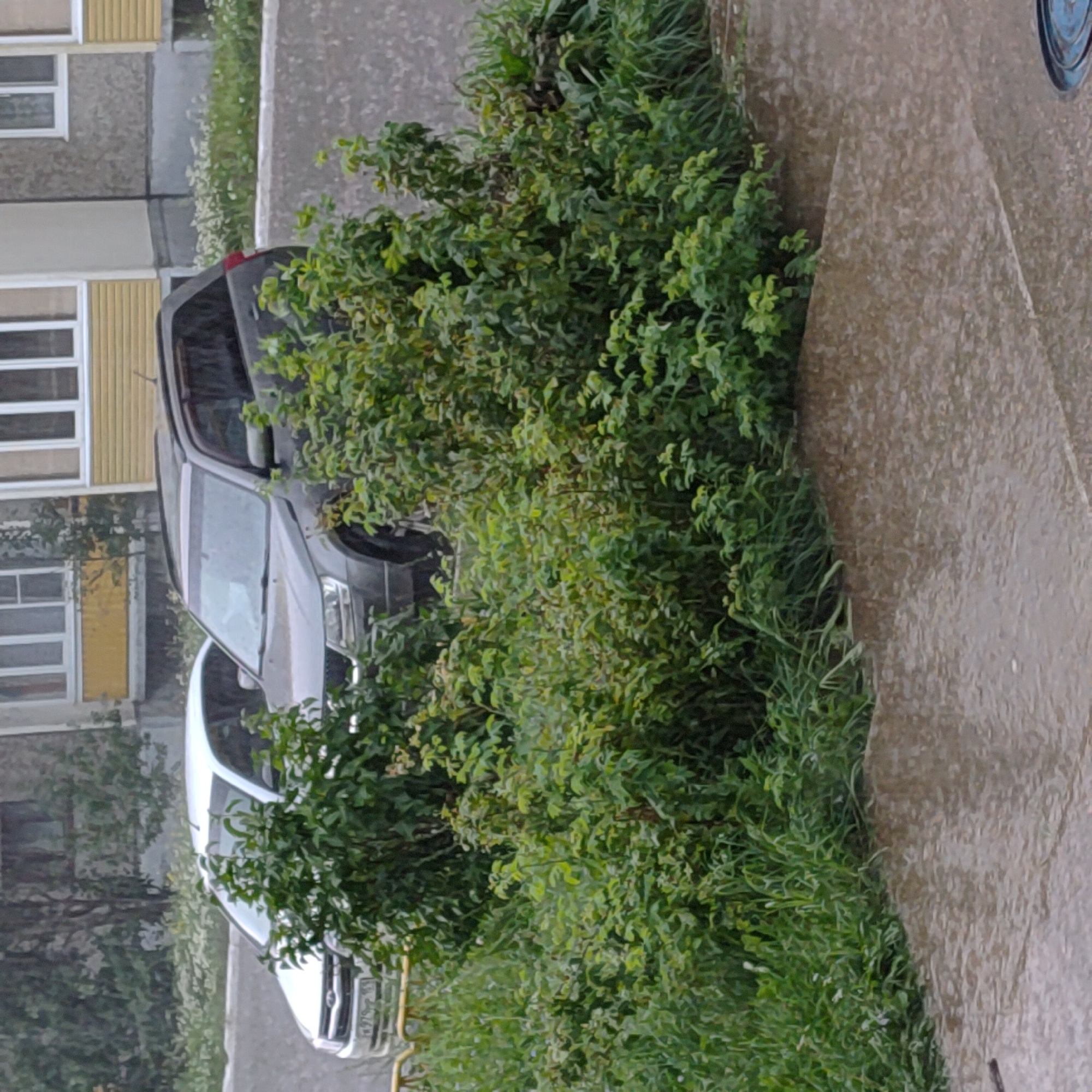 The image depicts an outdoor scene in what appears to be a residential area in Марковский, Russia, during a downpour. Two vehicles are parked in front of a multi-story building with yellow and grey siding. The vehicle on the left is a white sedan, and the one on the right is a dark grey SUV. Dense green bushes and grass surround the vehicles, with some white flowers visible amongst the foliage. The ground is wet and reflects the surrounding elements, indicating heavy rain. The weather is overcast, contributing to the subdued lighting of the scene.