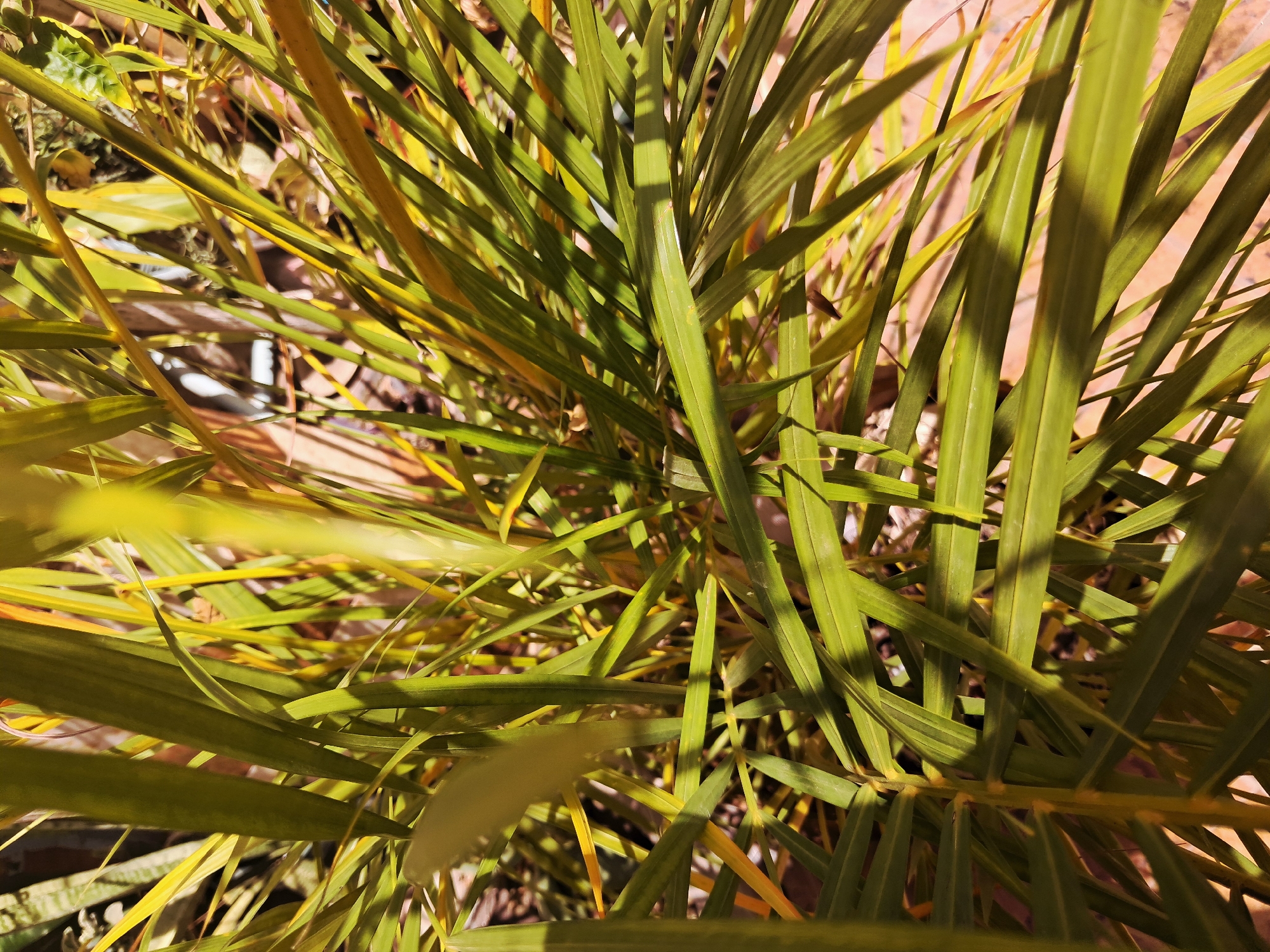 The image shows a close-up of green and yellow palm fronds. The fronds are densely packed and overlap each other, creating a complex pattern of light and shadow. The location is possibly Juan Griego, Venezuela, though this cannot be definitively confirmed from the image alone. No people are visible. The background appears to be composed of reddish-brown brick or similar material.