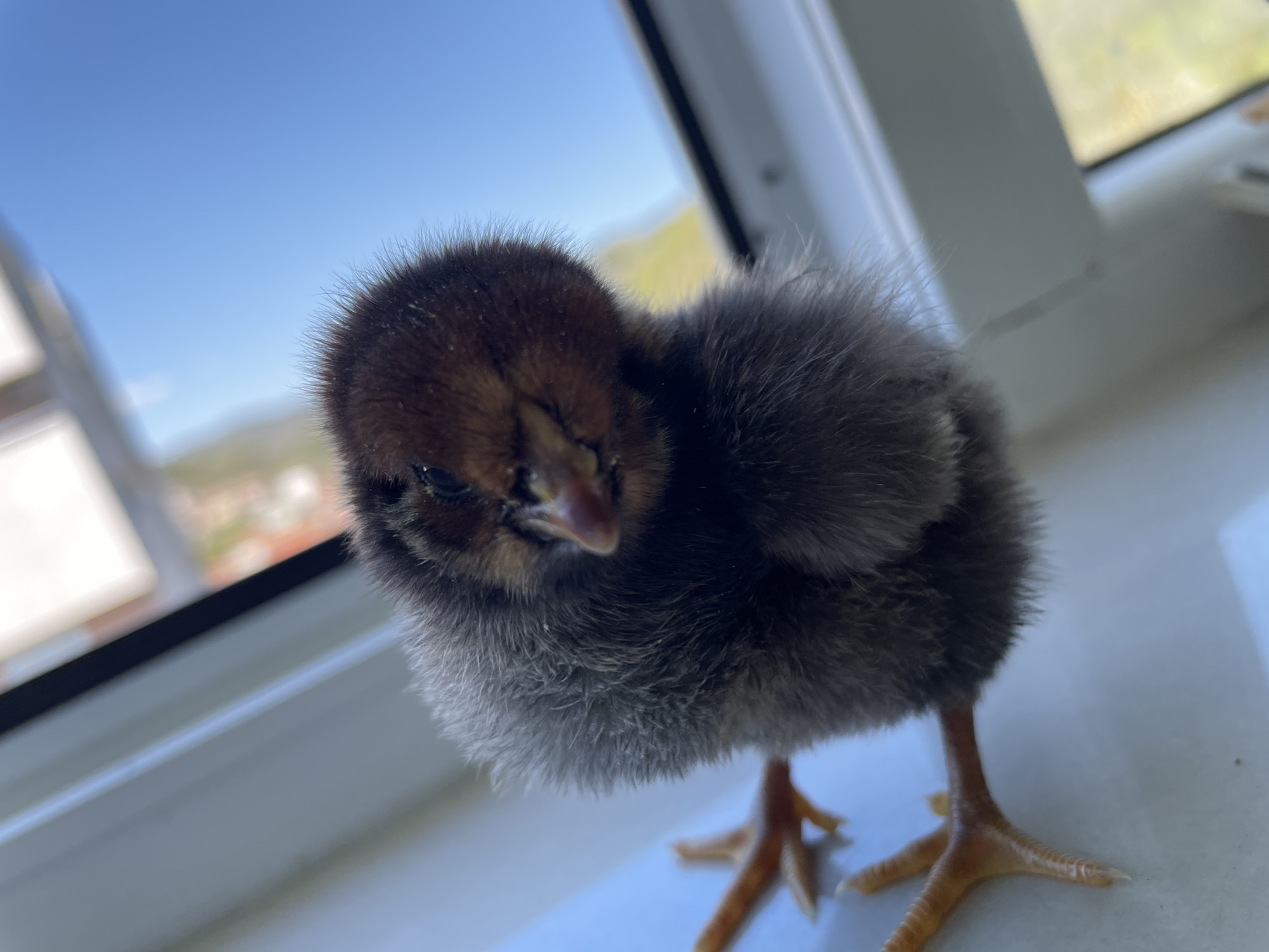 A close-up shot shows a small, fluffy chick standing on a white surface, possibly a windowsill. The chick has a brown head with darker markings around its eyes and beak, while its body is covered in gray and black downy feathers. Its orange legs and feet are clearly visible. Outside the window, a blurred landscape with buildings and greenery suggests an urban area, potentially aligning with the city of Zlatograd, Bulgaria. The sky is a clear blue.