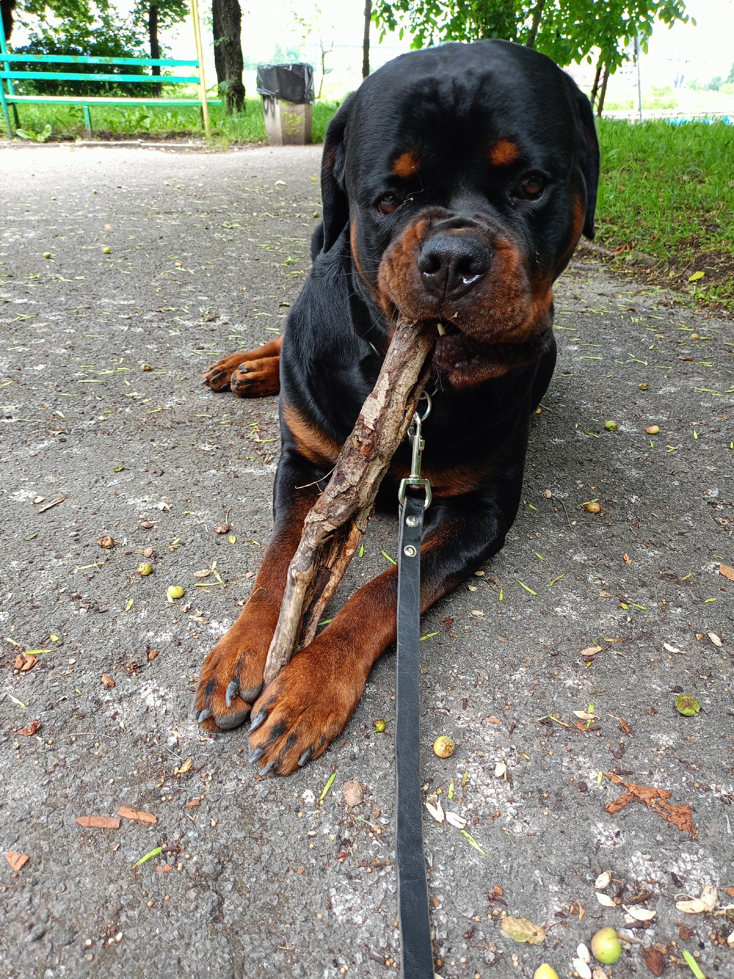 A black and tan Rottweiler dog lies on a grey asphalt path in Sofia, Bulgaria. The dog is positioned centrally, facing the viewer, with a large, gnarled tree branch held firmly in its mouth. A black leash, attached via a silver-colored snap hook to the dog's collar, extends downwards and to the right. The asphalt surface is textured and scattered with small green berries, dried leaves, and minor organic debris. In the background, a bright green wooden park bench is partially visible on the left. To the right, a concrete trash can with a black plastic liner stands near a tree. The background also includes green grass, various trees with dense green foliage, and glimpses of a light sky or distant structures beyond the trees.