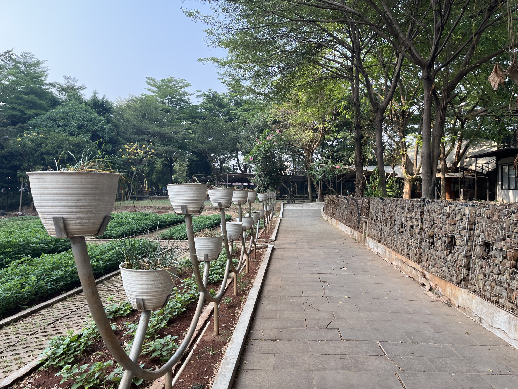 The image depicts an outdoor pathway in Taman Literasi Martha Christina Tiahahu, located in the city of East Jakarta, Indonesia. The pathway, paved with large, grey rectangular stones, runs alongside a gabion wall constructed from wire cages filled with rocks. To the left of the pathway, a row of white planters on metallic stands holds various plants, including some dry grass and small green foliage. Beneath these planters, rows of young green plants are cultivated in dark soil. Further left, dense green trees form a lush backdrop. Beyond the gabion wall and the pathway, a cluster of trees with lush green canopies and exposed branches is visible. A building with a white roof and a dark structure underneath is partially seen in the background. The sky is clear and pale blue, suggesting it is daytime. No people are clearly visible in the image.