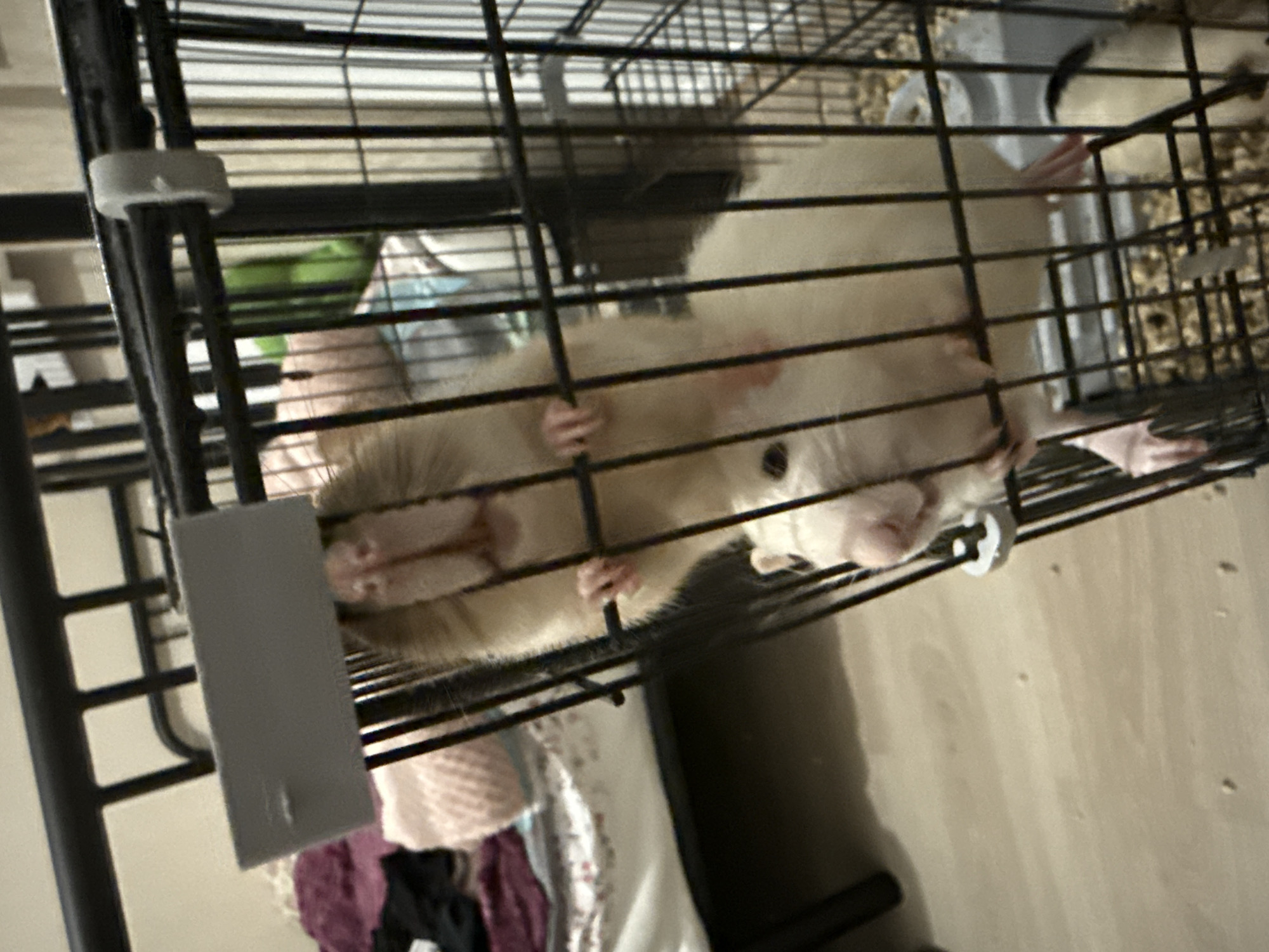 The image depicts a close-up, eye-level view of two domestic rats interacting with the front bars of a black wire animal cage within an indoor environment. The specific location within Saint Petersburg, Russia, cannot be determined from the visual information provided.
A light brown or fawn-colored rat is positioned at the top, clinging to the vertical bars with its front paws and nose visible above a horizontal grey plastic feeder or waterer attachment. Its hindquarters extend downwards. Directly below it, a white or albino rat is also clinging to the bars with its front paws, looking slightly downwards and to the left of the frame. Both rats appear to be actively climbing or peering through the cage bars.
The cage interior contains bedding material, consistent with wood shavings or similar substrate, visible at the bottom. In the blurred background, a portion of a black metal bed frame is visible, partially obscured by various soft items on a bed, including a patterned sheet, a pink knitted item, a dark fabric object, and a light blue fabric. The floor beneath the cage appears to be light-colored wood or laminate. The lighting suggests an artificial indoor light source.
