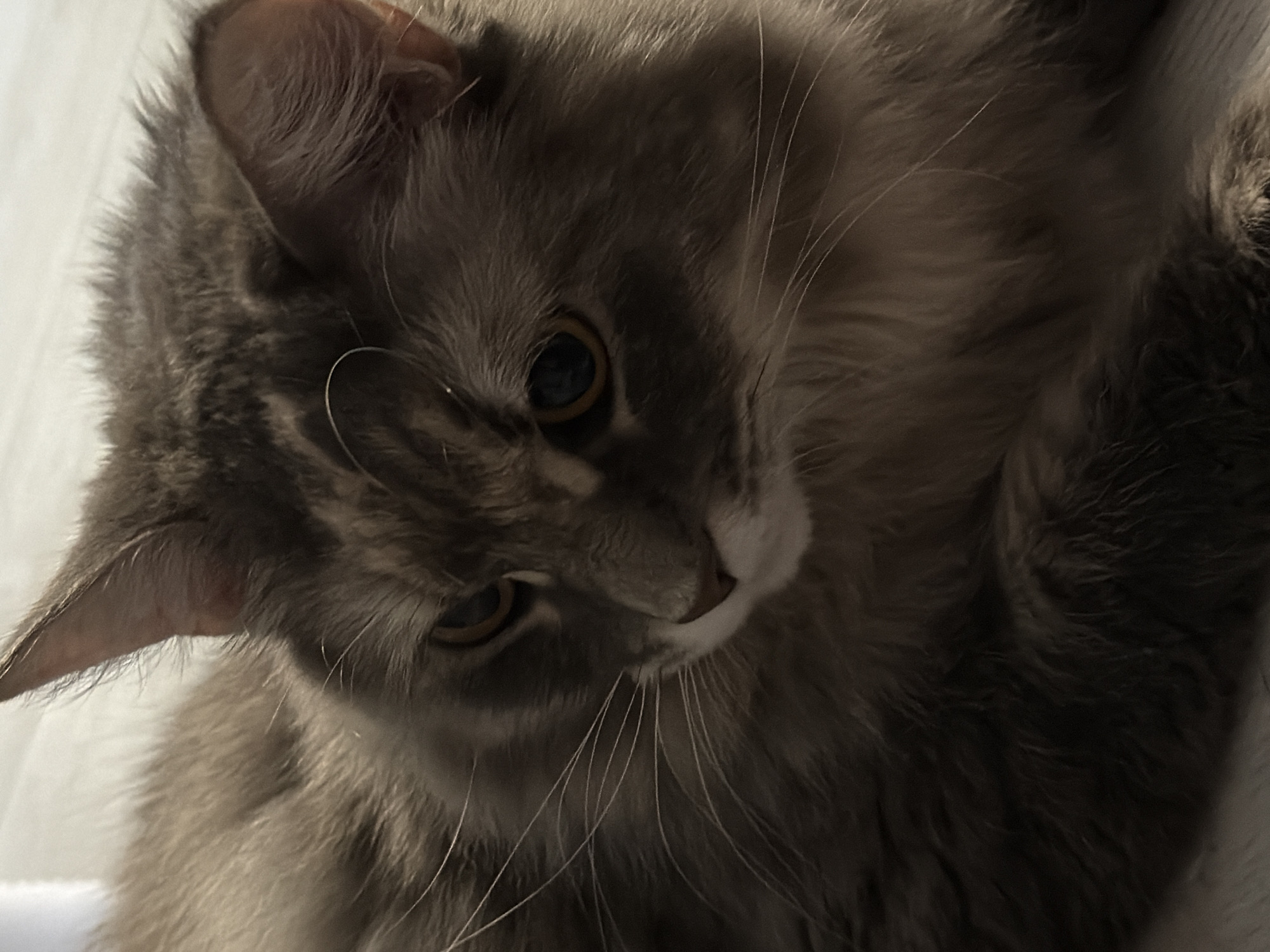 The image is a close-up, eye-level, portrait of a long-haired grey cat. The cat is looking to the right of the frame with its head slightly lowered. The cat's fur appears soft and fluffy, with variations in shade from light grey to darker brown. Its eyes are a light amber color, and its whiskers are prominent. The background is out of focus, but appears to be a light-colored surface, possibly a floor or furniture. There are no people or other animals visible in the image. The lighting is soft, casting subtle shadows on the cat's face. There is no information in the image to suggest a location in the city of Izhevsk, Russia.