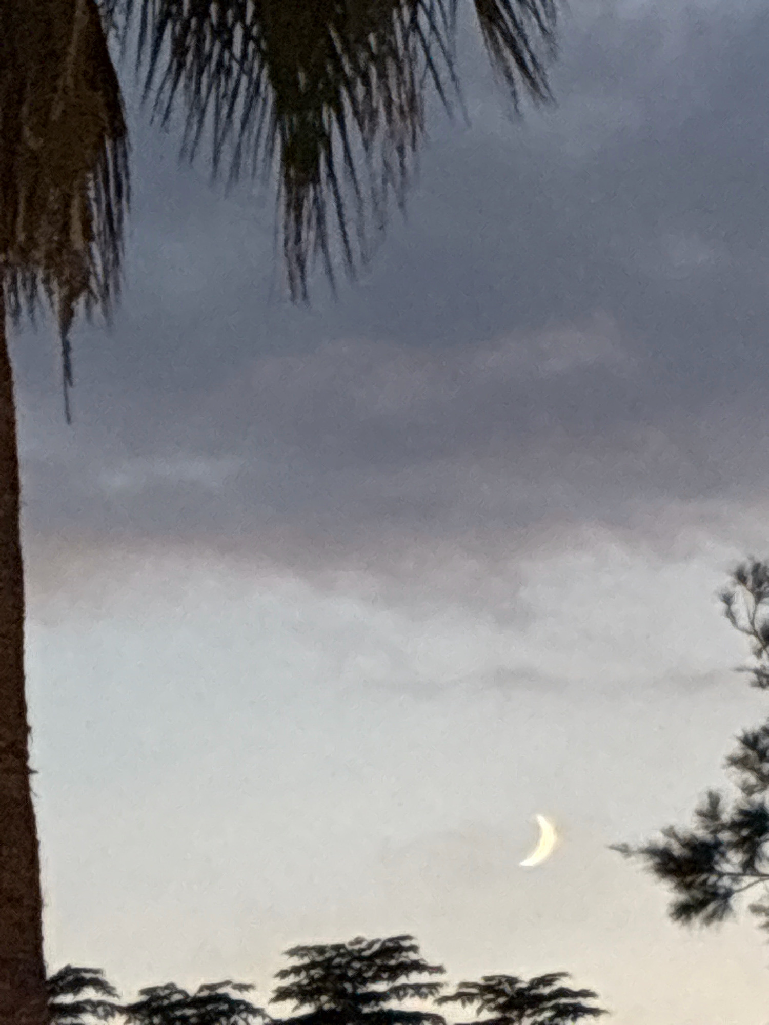 A crescent moon is visible in the sky, set against a backdrop of clouds. In the foreground, the trunk of a palm tree is on the left side of the image, with its fronds extending into the upper left corner. Silhouettes of trees line the bottom of the image, and a smaller tree branch is visible on the right. The scene appears to be outdoors, possibly during twilight. The location is the city of Alanya, Turkey.