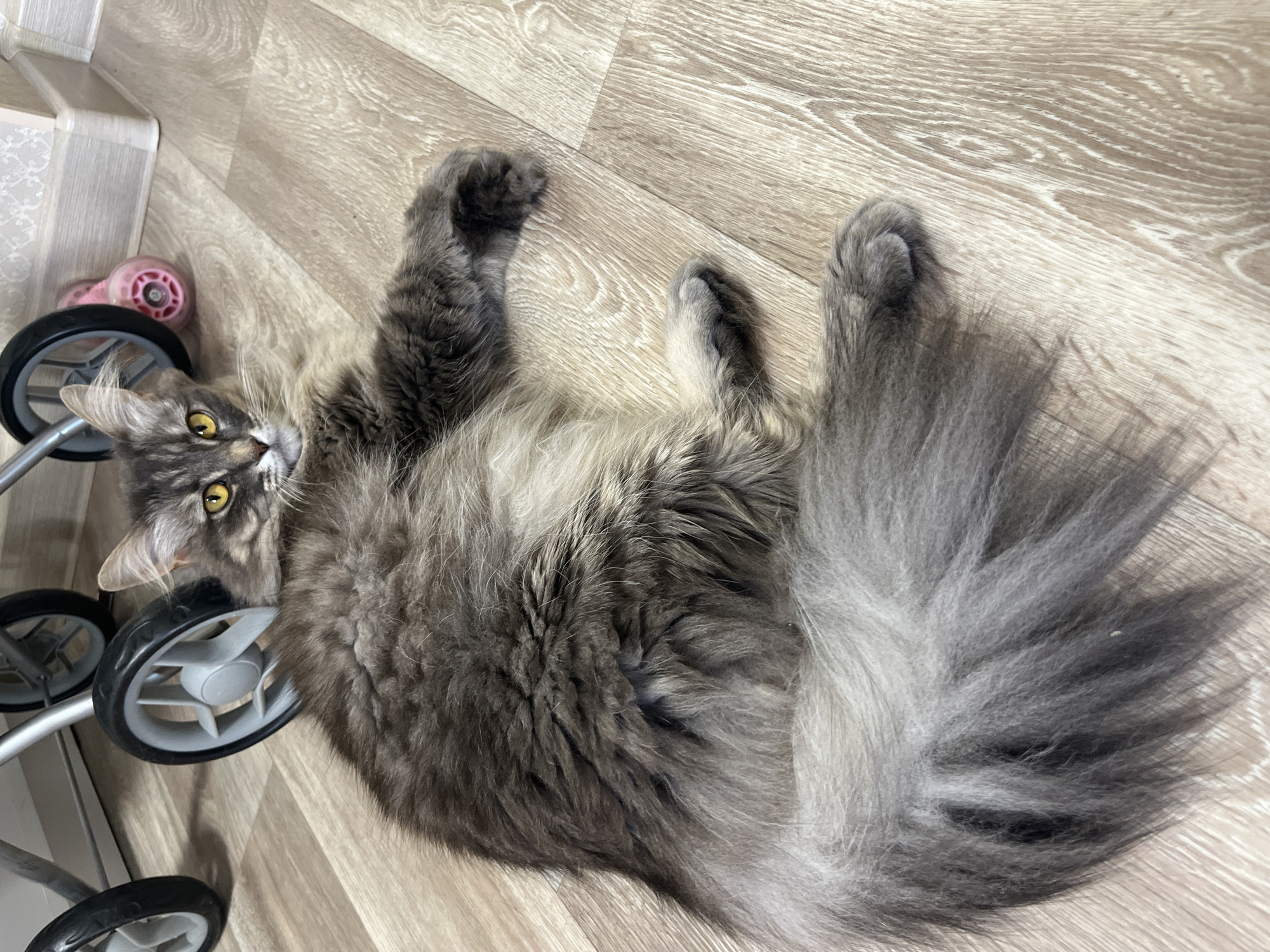 A fluffy gray cat with bright yellow eyes lies on a wooden floor. The cat is oriented horizontally, with its head to the right and its tail to the left. Its body is long and appears relaxed. Behind the cat, a few small wheels of what appears to be a stroller or toy are visible. The background is a light-colored wooden floor with visible grain patterns. The overall lighting suggests an indoor environment.