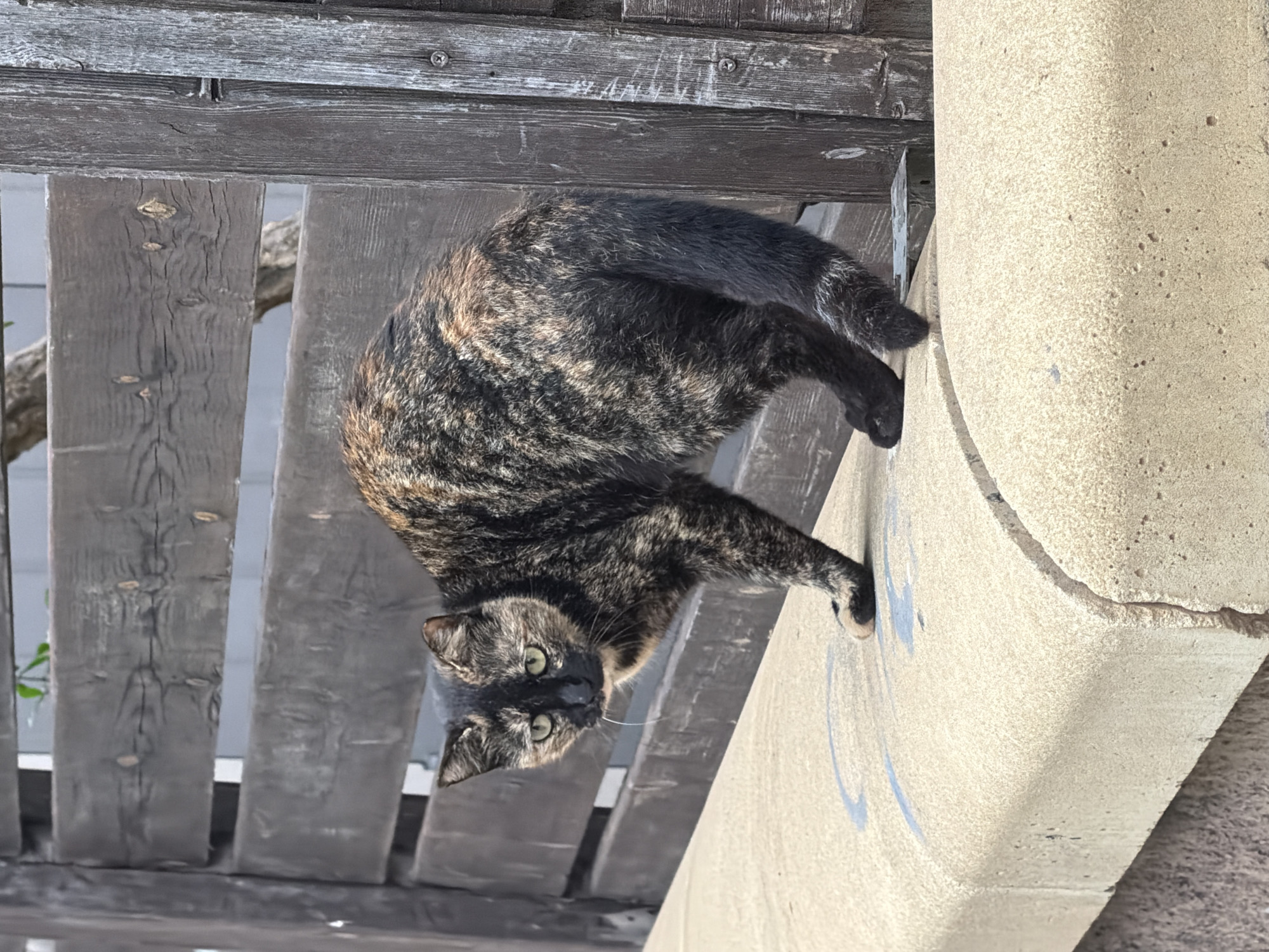 A tortoiseshell cat is clinging to a gray concrete structure, possibly a pillar or wall, adjacent to a wooden fence. The fence is constructed of weathered, gray planks with visible wood grain. The cat's body is curved, its paws are extended, and its face is visible with green eyes. The background includes additional wooden fencing and concrete, suggesting an outdoor urban environment. The scene appears to be photographed in daylight. No people are visible. There is no verifiable information to confirm if the location is in Tel-Aviv, Israel.