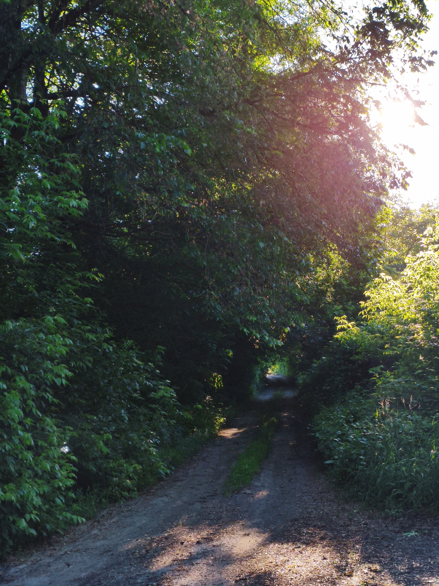 The image depicts a dirt road in Ustyvytsia, Ukraine, enveloped by dense foliage. Sunlight filters through the leaves, creating a dappled pattern of light and shadow on the road surface. The vegetation on either side consists of trees and bushes with lush green leaves. The road appears unpaved and slightly uneven. The scene suggests a rural or wooded area. There are no people or animals visible in the frame.