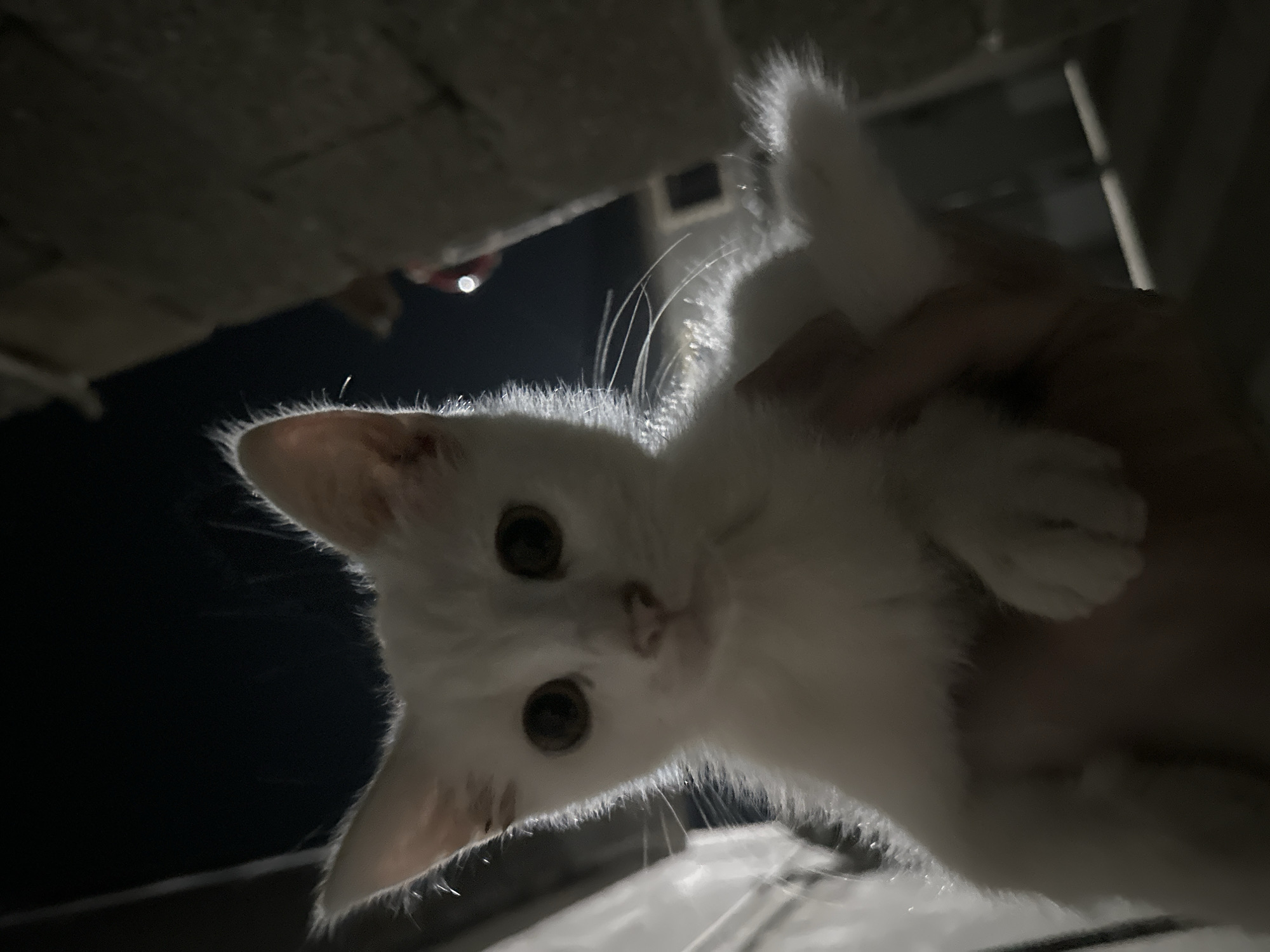 A low-angle, close-up shot captures a young white cat being held by a person's hand in what appears to be an outdoor setting at night. The cat, with large dark eyes and pointed ears, is looking directly at the camera. Its white fur is illuminated by a light source, creating a bright halo effect around its head and whiskers. The background is dark, suggesting it is nighttime, with some faint outlines of structures visible, possibly in the city of Subutli-Miatli, Russia. The person's hand is partially visible supporting the cat from below. The overall impression is one of a candid portrait of a curious kitten.