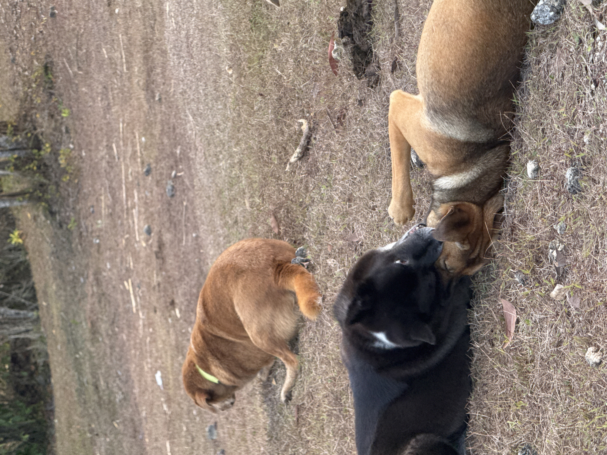 Two domestic dogs are resting on a patch of dry grass in a field. In the foreground, a black dog with a white marking on its chest is lying down, interacting with a tan dog that is lying on its back with its legs extended. In the background, another tan dog wearing a neon yellow collar is also lying down, facing away from the camera. The environment appears to be an outdoor, undeveloped area with sparse vegetation and scattered rocks.