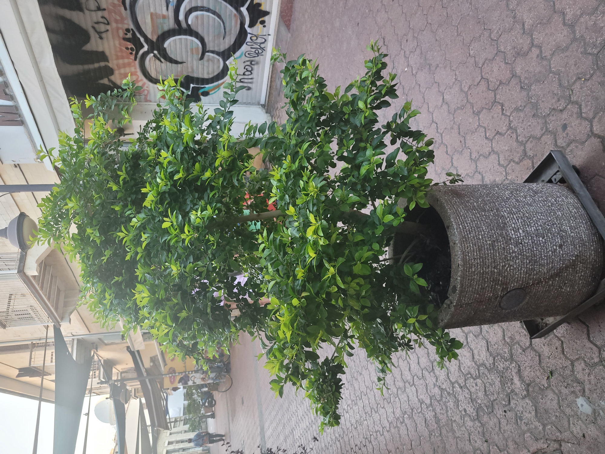 A tall potted green tree stands in the foreground on a stone-tiled pedestrian walkway in Limassol, Cyprus. Behind the tree, a building with light-colored walls and balconies is visible, with a white awning stretched across the lower part of its facade. Graffiti covers the roll-up shutters of a shop behind the awning. The walkway is paved with interlocking grey stones and some pinkish-brown rectangular stones. In the background, other buildings, awnings, streetlights, a bicycle, and a person walking are visible. The scene appears to be an outdoor commercial area or street.