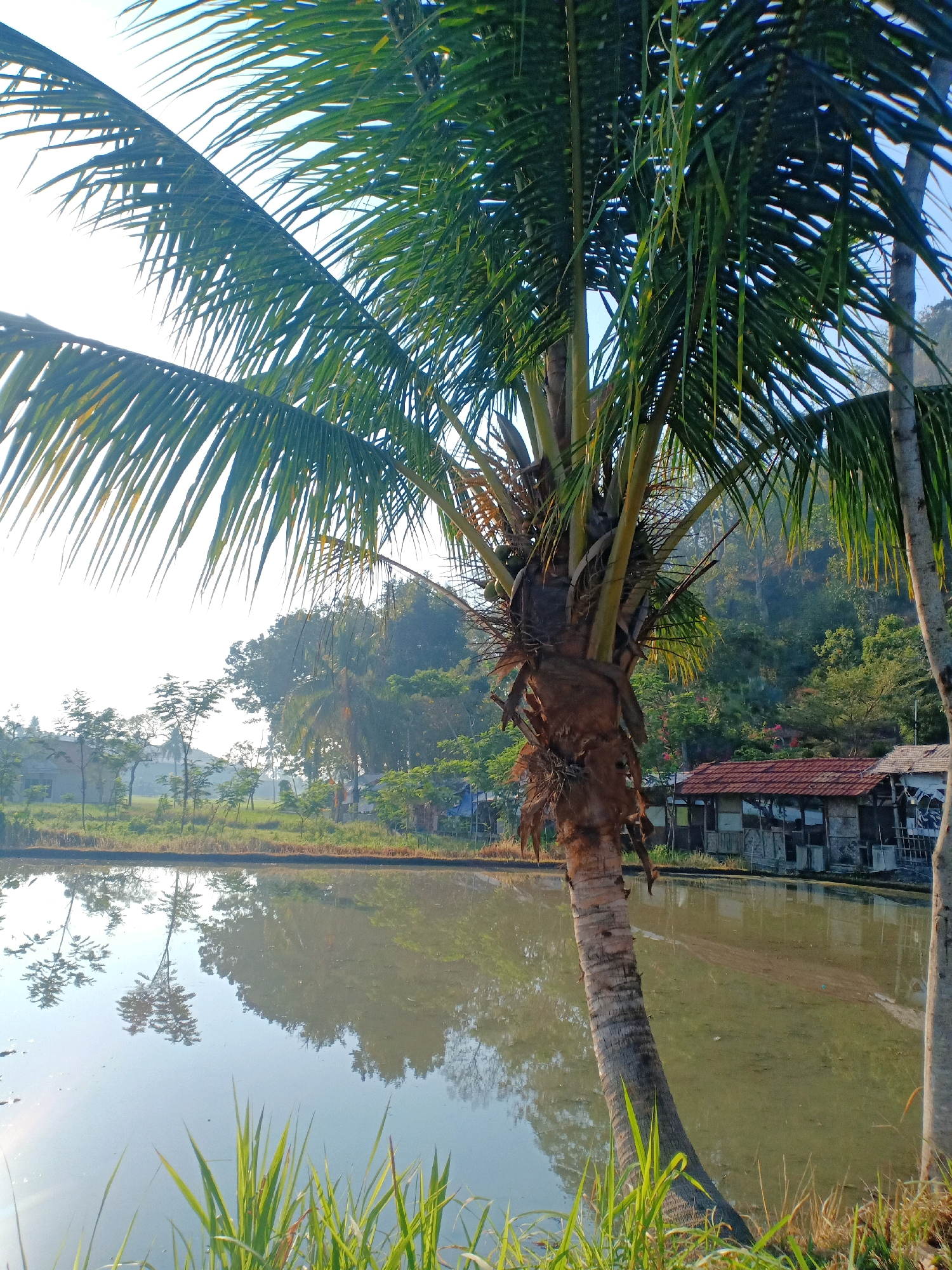 The image captures a serene natural scene in Pasirian, Indonesia. In the foreground, a prominent palm tree with green fronds dominates the left side, its trunk textured and leaning towards the right. Adjacent to it, another palm tree is partially visible on the far right. A calm body of water, likely a pond or paddy field, occupies the lower half of the frame, reflecting the surrounding environment. On the right bank of the water, a rustic structure with a red tiled roof and weathered walls is situated. Beyond the water, the background consists of lush green vegetation, including trees and bushes, with a hilly backdrop. The sky is bright and clear, suggesting a sunny day. The overall impression is one of a tranquil, rural landscape.