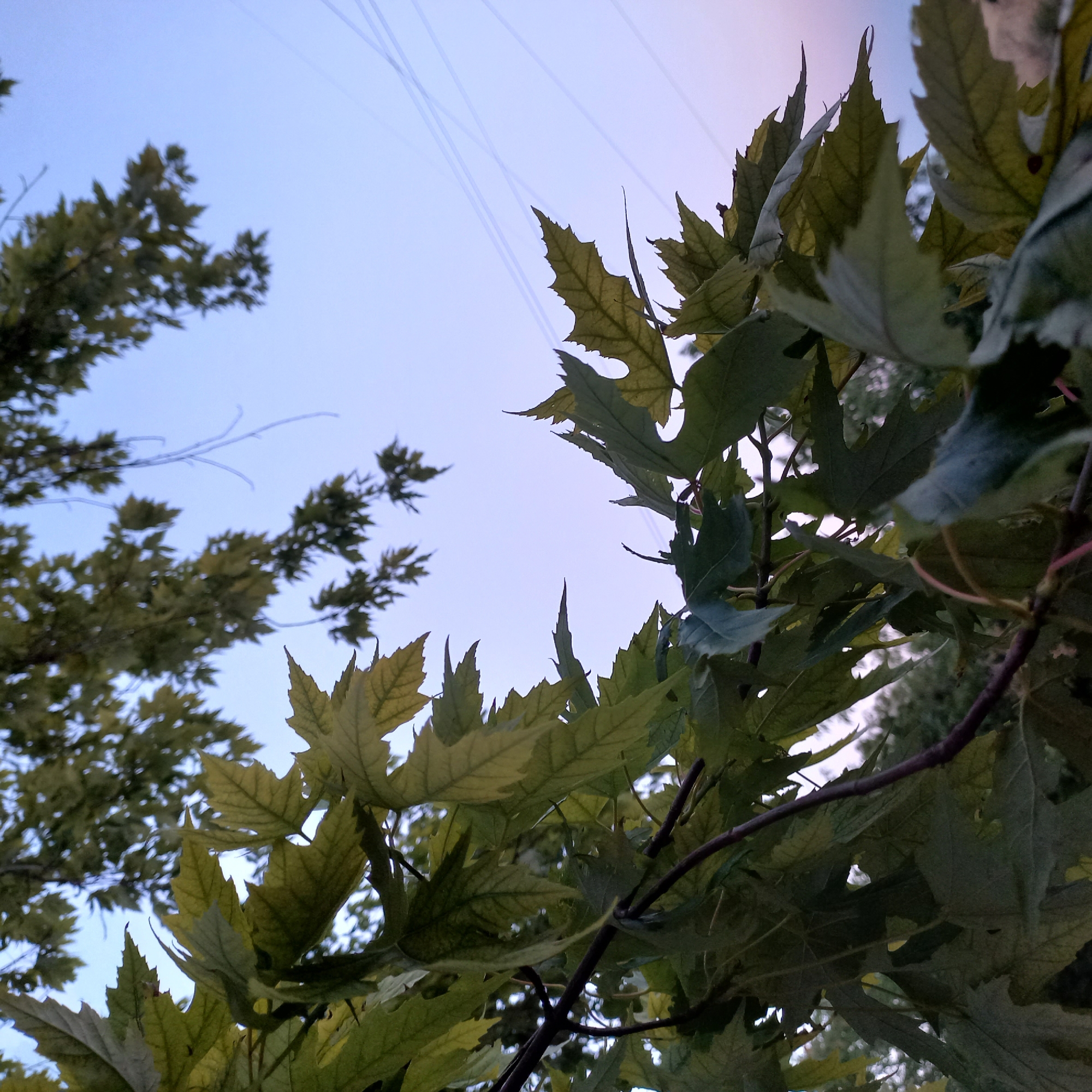 The image captures a close-up view of green and yellowish leaves on tree branches against a pale blue sky with faint wispy clouds and thin linear streaks, possibly contrails. The leaves are large and lobed, with serrated edges, characteristic of a maple tree. Some leaves are in sharp focus in the foreground, while others are blurred, creating a sense of depth. The branches are dark and slender. The lighting suggests it is either early morning or late evening, with the sky gradually transitioning from blue to a lighter hue. The scene appears to be outdoors, in a natural setting with trees, and could be a park or a residential area with vegetation. There are no people or animals visible in the image. The context provided places the image in Berezhynka, Ukraine, suggesting a typical Ukrainian landscape.