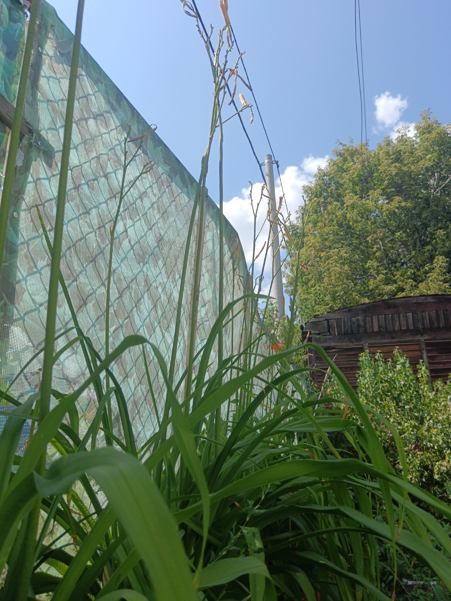 In Sorochinsk, Russia, a low-angle, close-up shot captures a cluster of tall, green grass in the foreground, obscuring a camouflage-patterned mesh fence. Beyond the fence, a weathered wooden structure with vertical planks is visible, partially hidden by lush green foliage. A utility pole and overhead power lines extend across the clear blue sky, dotted with a few white clouds. The scene suggests a backyard or garden setting on a sunny day.