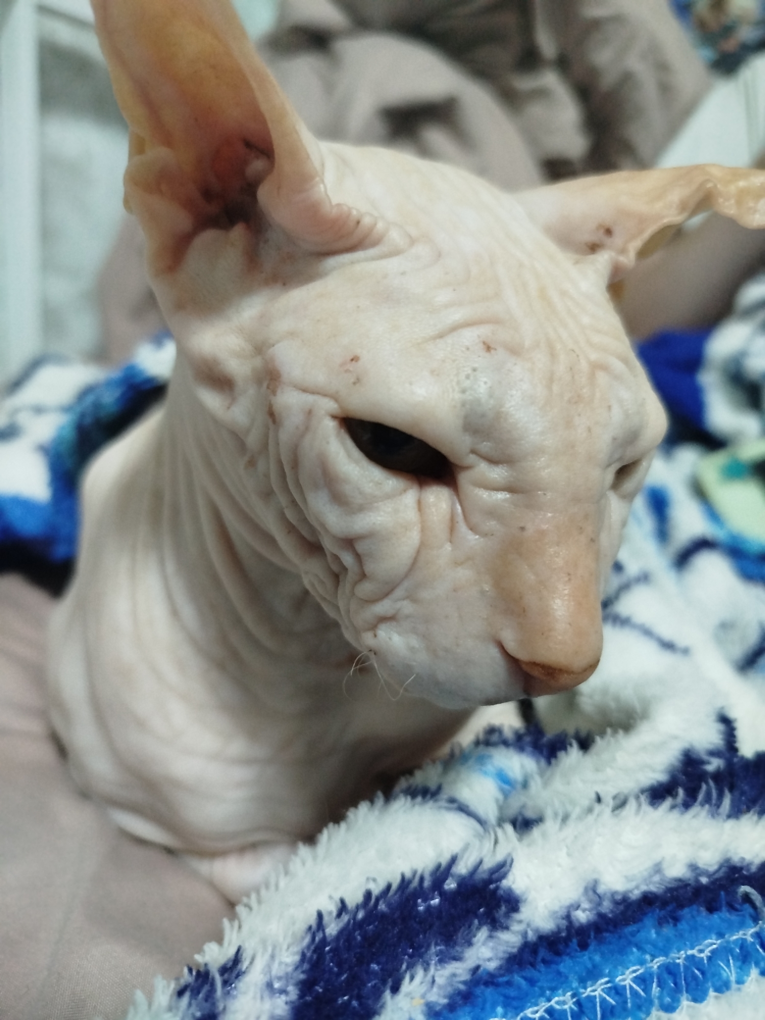 A Sphynx cat is nestled in a blue and white striped blanket. The cat's wrinkled, pale skin is visible, and its large ears are prominent. The background is softly blurred, suggesting an indoor environment. There is no information available to determine the location within Zavodoukovsk, Russia.