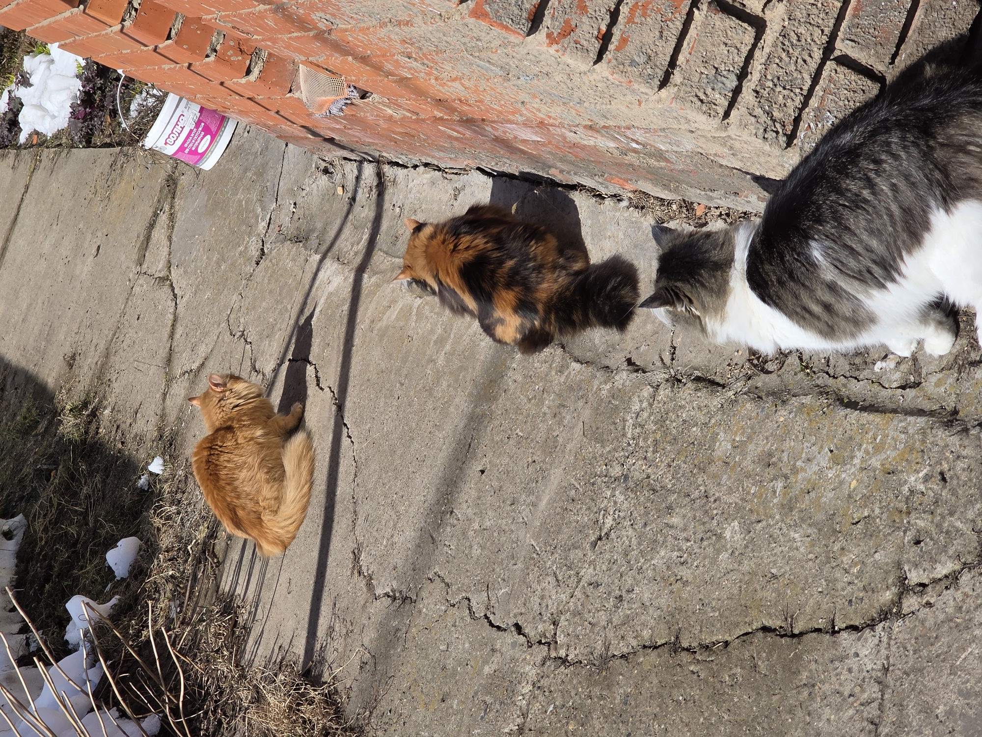 Three domestic cats are depicted resting on a cracked concrete surface in an outdoor setting within Chaikovsky, Russia, under bright daylight conditions. In the upper left quadrant, an orange long-haired cat lies facing right. Below and to its left, a tortoiseshell long-haired cat is positioned, facing towards the top of the frame. In the immediate foreground, a grey, black, and white long-haired cat also lies facing upwards. All three cats are in a prone, relaxed posture. The concrete pathway is weathered and uneven, with dry vegetation and patches of melting snow visible along its edges, particularly to the left. A textured orange brick wall runs diagonally along the right side of the frame. Partially visible near the top right, nestled against the brick wall, is a white plastic bucket with pink Cyrillic text, including the word "СОЛНЦЕ" (Sun). Distinct shadows are cast across the scene, indicating direct sunlight.