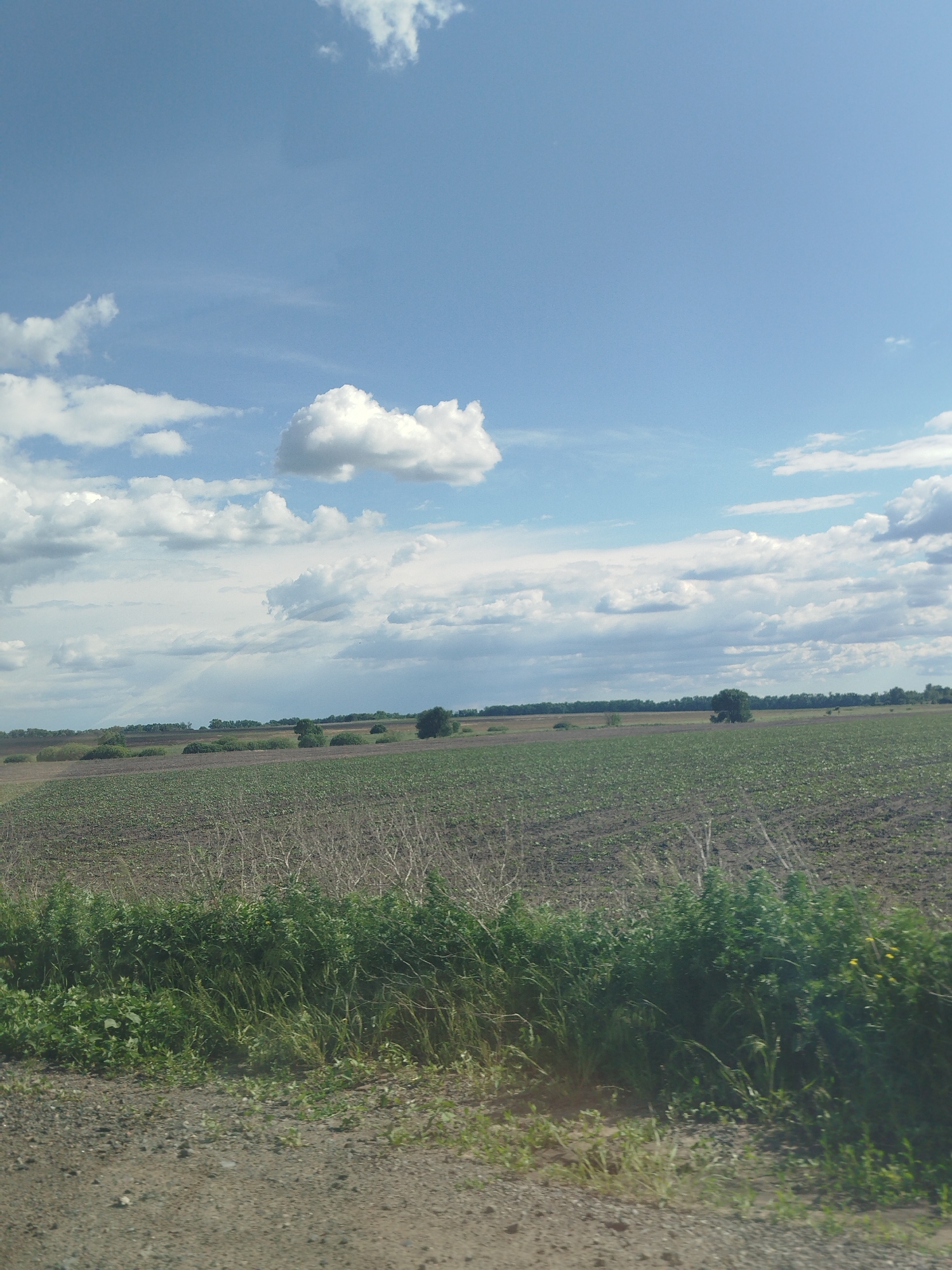 A field of young crops occupies the middle ground, extending to a distant tree line. A foreground of grassy vegetation and a dirt road borders the field. The sky is predominantly blue with scattered white clouds. The location is likely near Ruda, Ukraine, characterized by agricultural landscapes. No people or explicit actions are visible in the frame. The scene appears rural and agricultural.
