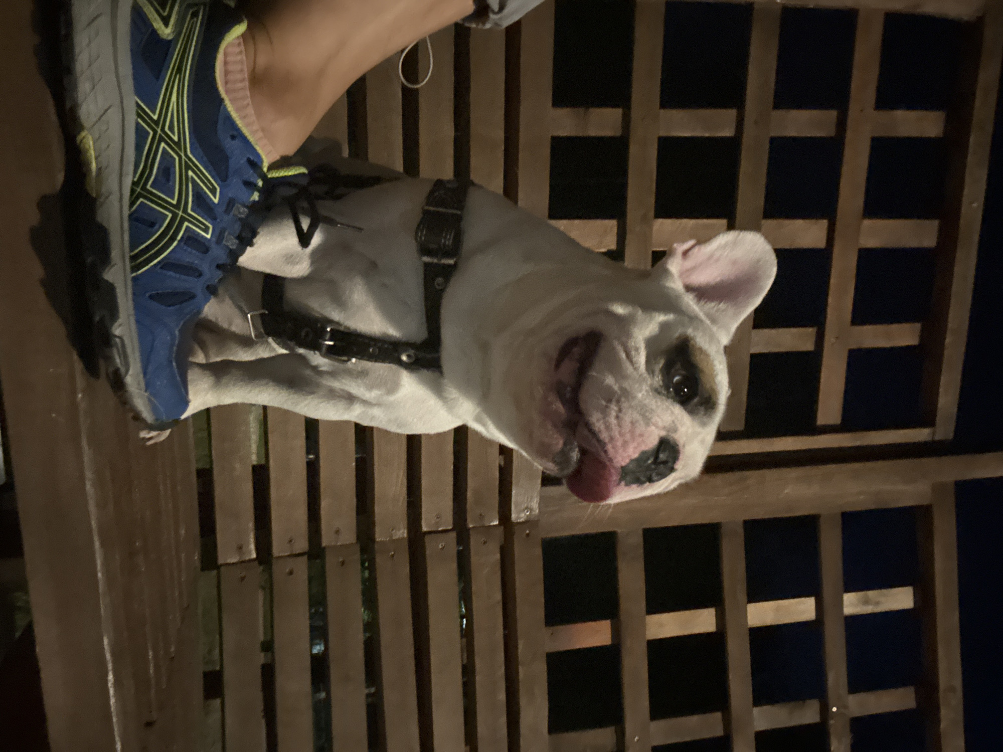 A white French bulldog with black markings on its face is sitting on a wooden bench outdoors. The dog is wearing a black harness and has its tongue sticking out. In the foreground, a person's foot wearing a blue and yellow athletic shoe is visible. The background consists of a wooden lattice structure and dark, out-of-focus foliage. This scene is not in Chaikovsky, Russia, but appears to be in a park or backyard setting.