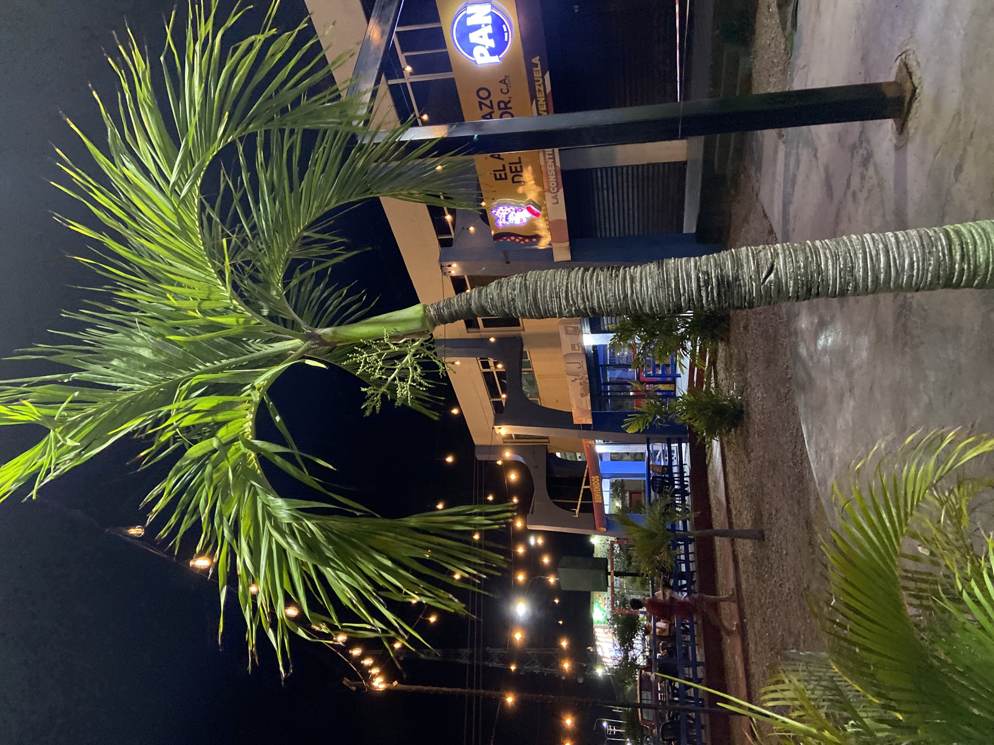 The image is a nighttime shot of a street scene in what appears to be Juan Griego, Venezuela, based on the signage visible. In the foreground is a palm tree with lush green fronds reaching towards the top left of the frame. The tree's trunk is visible, slightly tilted and oriented horizontally across the middle of the image.
Behind the palm tree, a building is illuminated with a "PAN" sign. String lights are strung across the restaurant. Tables are visible with seated people. The background features a dark night sky.
The scene appears to be a restaurant with outdoor seating, likely a popular spot in the town. A modern lamp post is partially visible.