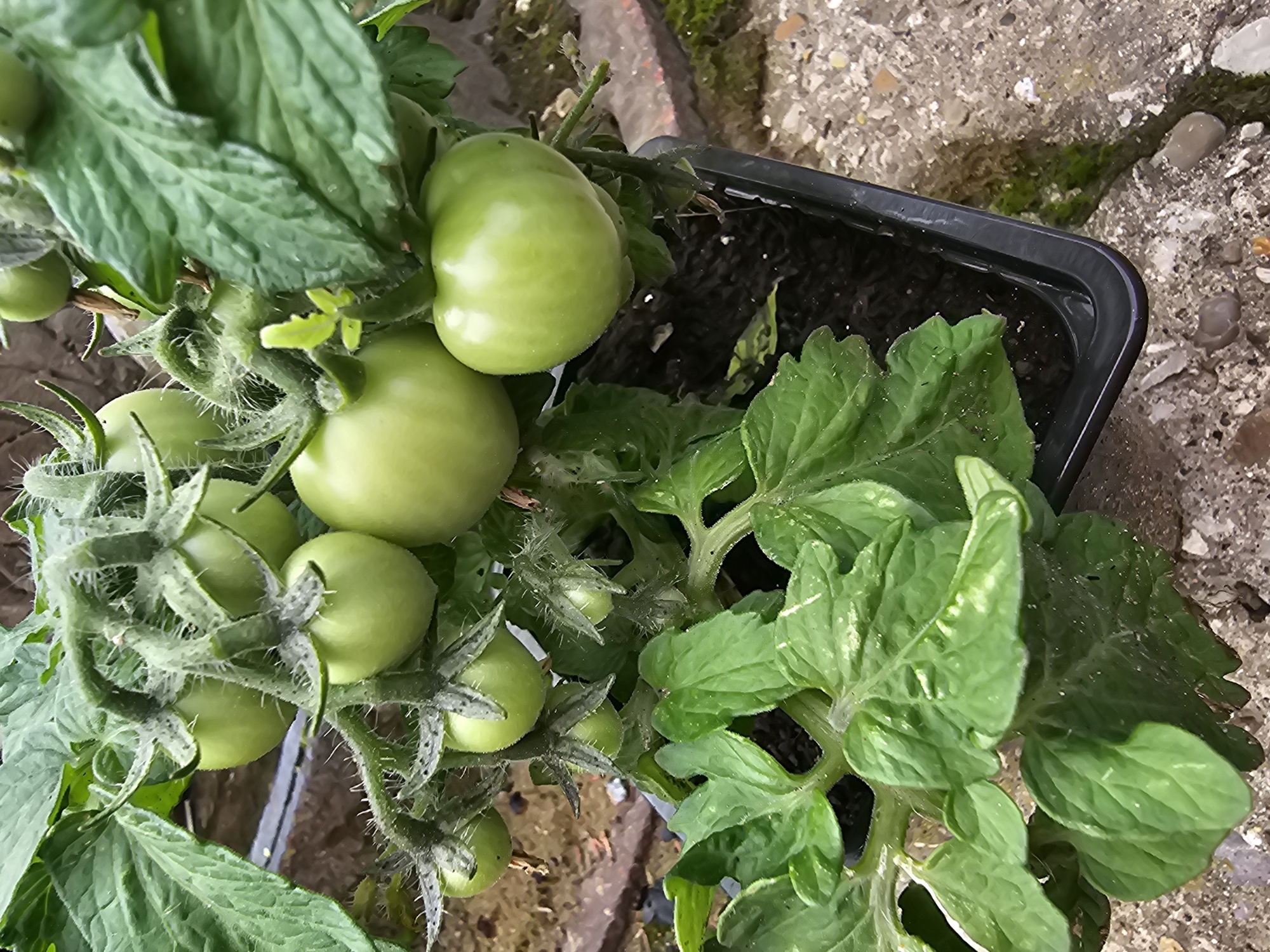 The image shows a close-up of a tomato plant with several unripe green tomatoes and lush green leaves. The plant is in a black plastic pot, which sits on a concrete surface. The background shows more concrete and some blurred vegetation. The lighting suggests it is daytime, likely outdoors. The scene is a plant in a pot on concrete. There is no indication of the location being in Kalinovka, Russia, or any specific city.