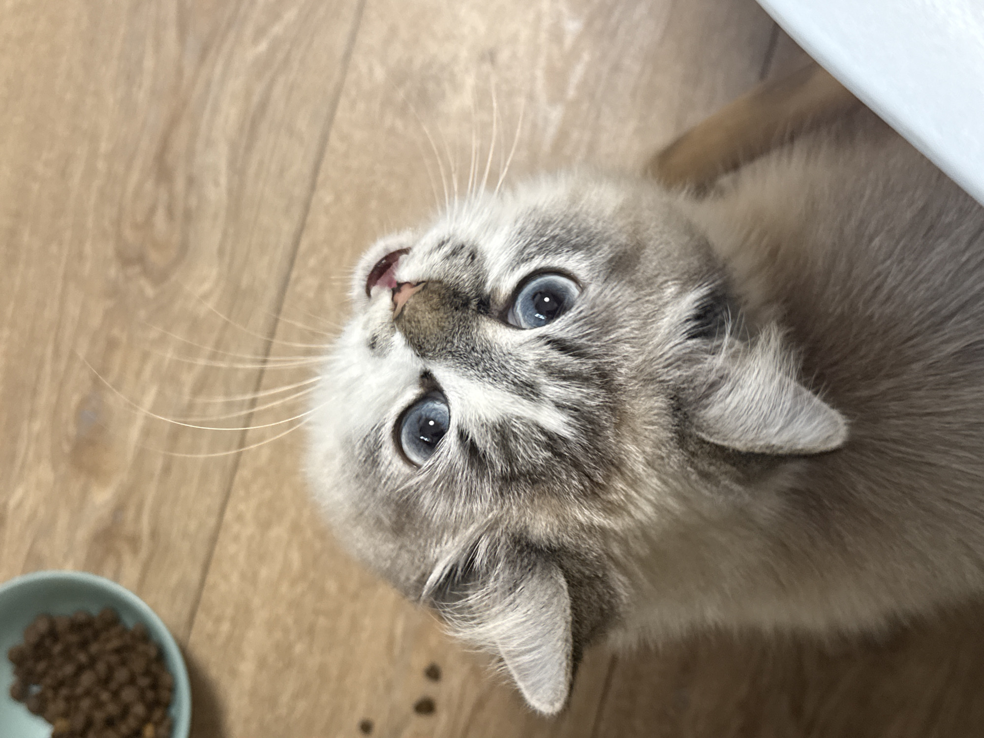 A close-up, high-angle shot depicts a grey tabby cat with bright blue eyes looking upwards. The cat's head is tilted, and its whiskers are prominent. A small bowl of brown dry cat food is visible in the lower-left corner of the frame. The surface beneath the cat and the bowl appears to be a light brown wooden floor.
There is no information to indicate this image was taken in Rostov-on-Don, Russia.