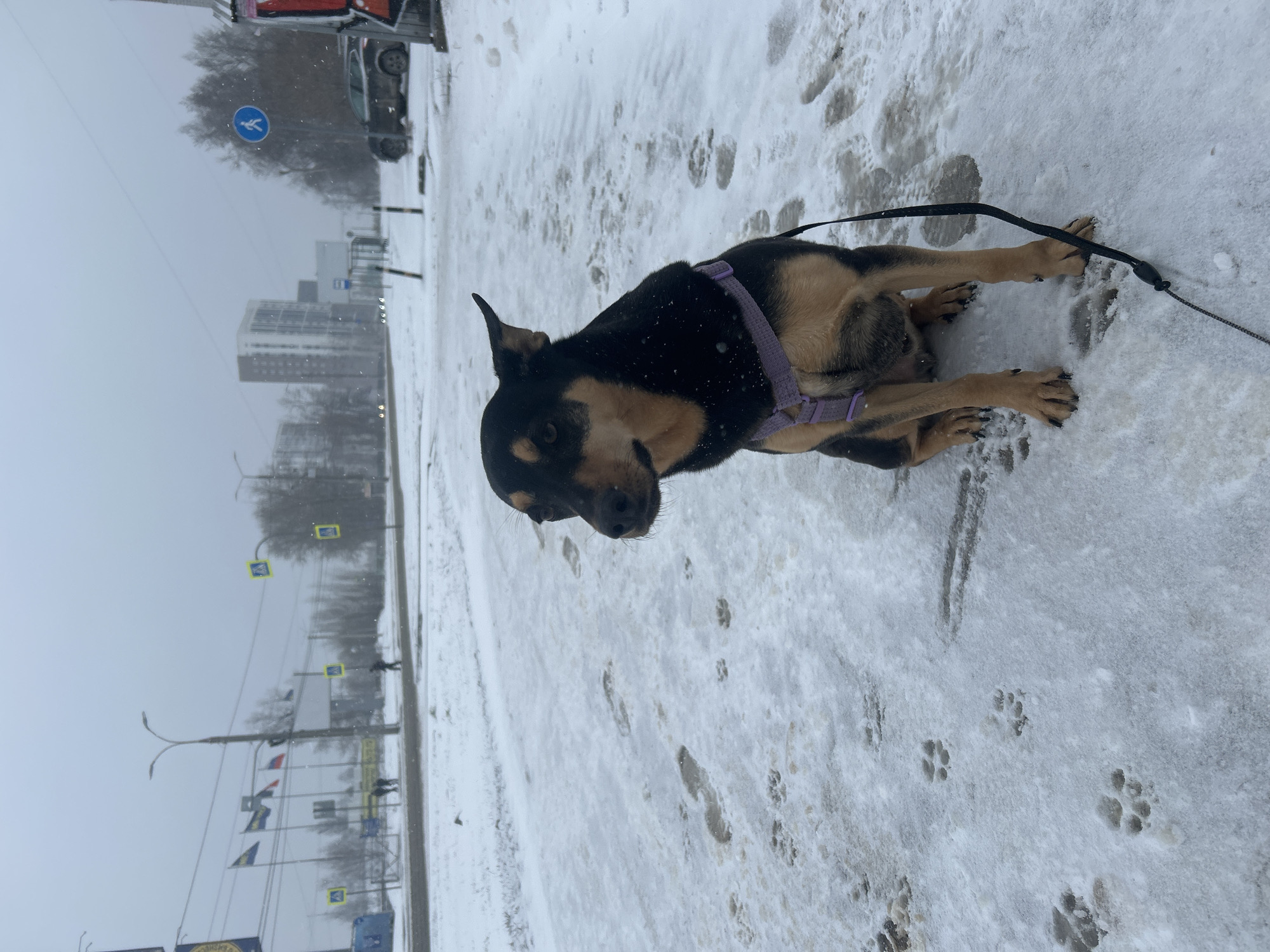 A medium-sized, tan and black dog is lying on a snowy sidewalk, wearing a purple harness and attached to a black leash. Paw prints and footprints are visible in the snow. The background features a city street on an overcast day in Izhevsk, Russia. Buildings, streetlights, pedestrian crosswalk signs, and flags are visible along the road. A pedestrian crossing sign with a blue pedestrian icon is also visible. The lighting is muted due to the weather conditions.