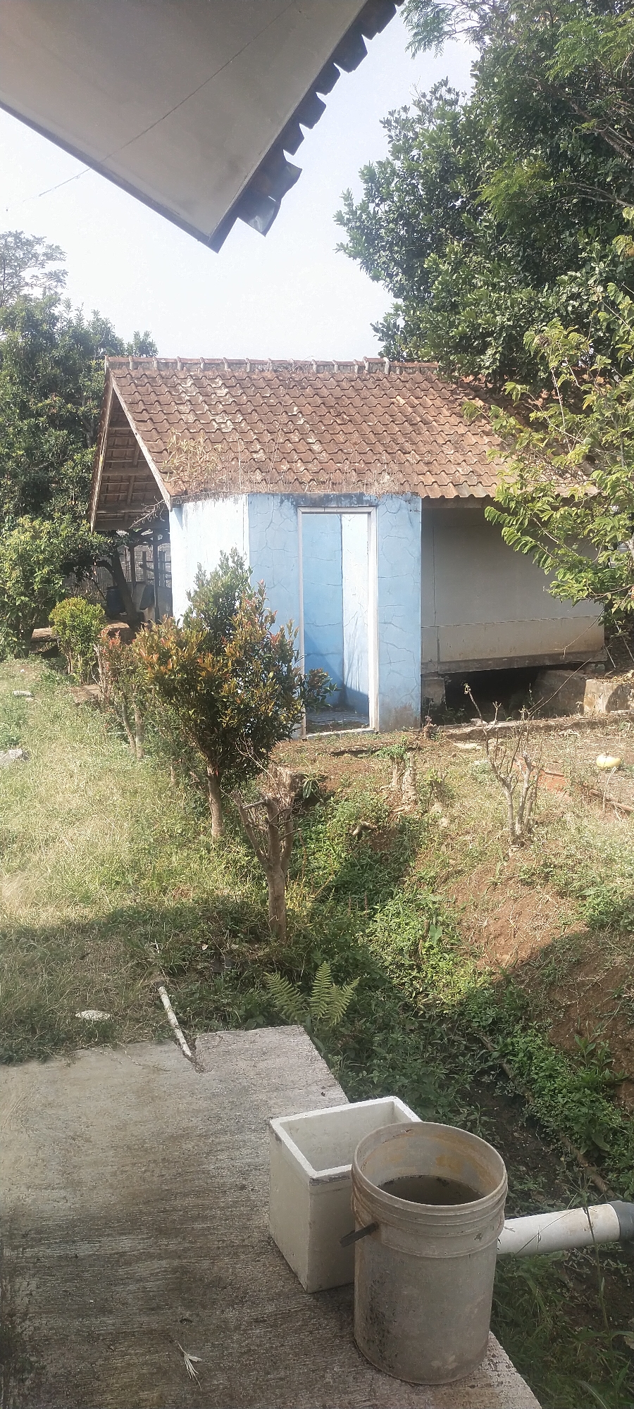 In Pasirhuni, Indonesia, a small, light blue structure with a tiled roof stands amidst overgrown vegetation and trees. The building appears to be a shed or a small utility building, with a single door on the front. To the right of the structure, part of a wall is visible, suggesting it might be connected to a larger building or enclosed area. In the foreground, a concrete surface is visible, with two containers placed on it: a square white container and a round, grey bucket filled with dark liquid. A white pipe extends from the right side of the frame towards the grey bucket. The surrounding environment is characterized by lush greenery, with grass, bushes, and trees dominating the landscape. The overall scene suggests a rural or semi-rural setting, possibly a backyard or a secluded area.