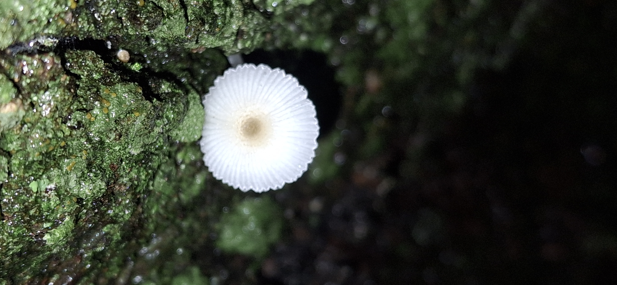 In Vallecito, Venezuela, a small, white mushroom with a pleated cap and a light brown center grows on moss-covered bark. The mushroom's cap exhibits a radial pattern of delicate folds, creating a textured surface. It is situated amidst lush green moss that clings to the rough, dark bark of a tree. Water droplets glisten on the moss, indicating a damp environment. The background is a dark, blurred expanse, suggesting a shaded area with organic debris. The overall scene is a close-up, macro view of a natural vignette, highlighting the intricate details of the mushroom and its mossy habitat.