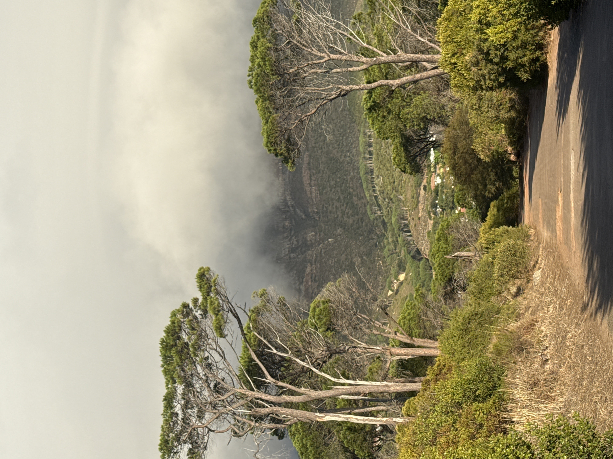 The image depicts a panoramic view of a natural and semi-urban landscape in Cape Town, South Africa, from an elevated vantage point. A paved road, dark grey with reddish-brown dust on its shoulders, recedes into the distance in the lower center, curving slightly to the right and sloping downwards. Shadows are cast across the foreground of the road, originating from an unseen source to the viewer's left.
Flanking the road in the foreground and midground are dense formations of green and dry brown brush, interspersed with various trees. Prominent in the left and right midground are several tall, slender trees, likely pines or similar conifers, characterized by light-colored, somewhat gnarled trunks and sparse green foliage concentrated at their crowns. These trees frame a view of a valley below.
Beyond the immediate vegetation, the landscape descends into a valley where more trees and green scrub cover the slopes. In the lower midground, a cluster of white or light-colored residential buildings is discernible among the greenery, indicating human settlement.
The background is dominated by a large mountain range with visible rock formations and dark green vegetation on its lower slopes. The upper sections and peaks of the mountains are enveloped and obscured by thick, greyish-white clouds or mist, creating a diffuse, overcast sky that extends across the upper portion of the frame. No people, animals, or vehicles are visible in the scene. The lighting is soft and consistent with an overcast condition, though some brighter areas on the vegetation suggest partial sunlight penetration.