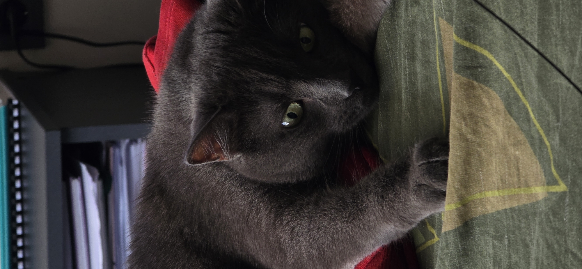 A Russian Blue cat with green eyes is lying on a patterned green and brown fabric. The cat is facing to the right and is looking towards the viewer. Its body is mostly visible, with its front paws resting on the fabric. Behind the cat, a red fabric is visible. In the background, a dark shelf is filled with books and papers. There are no people present in the image, and no specific location in the city of Vratsa, Bulgaria, is identifiable.