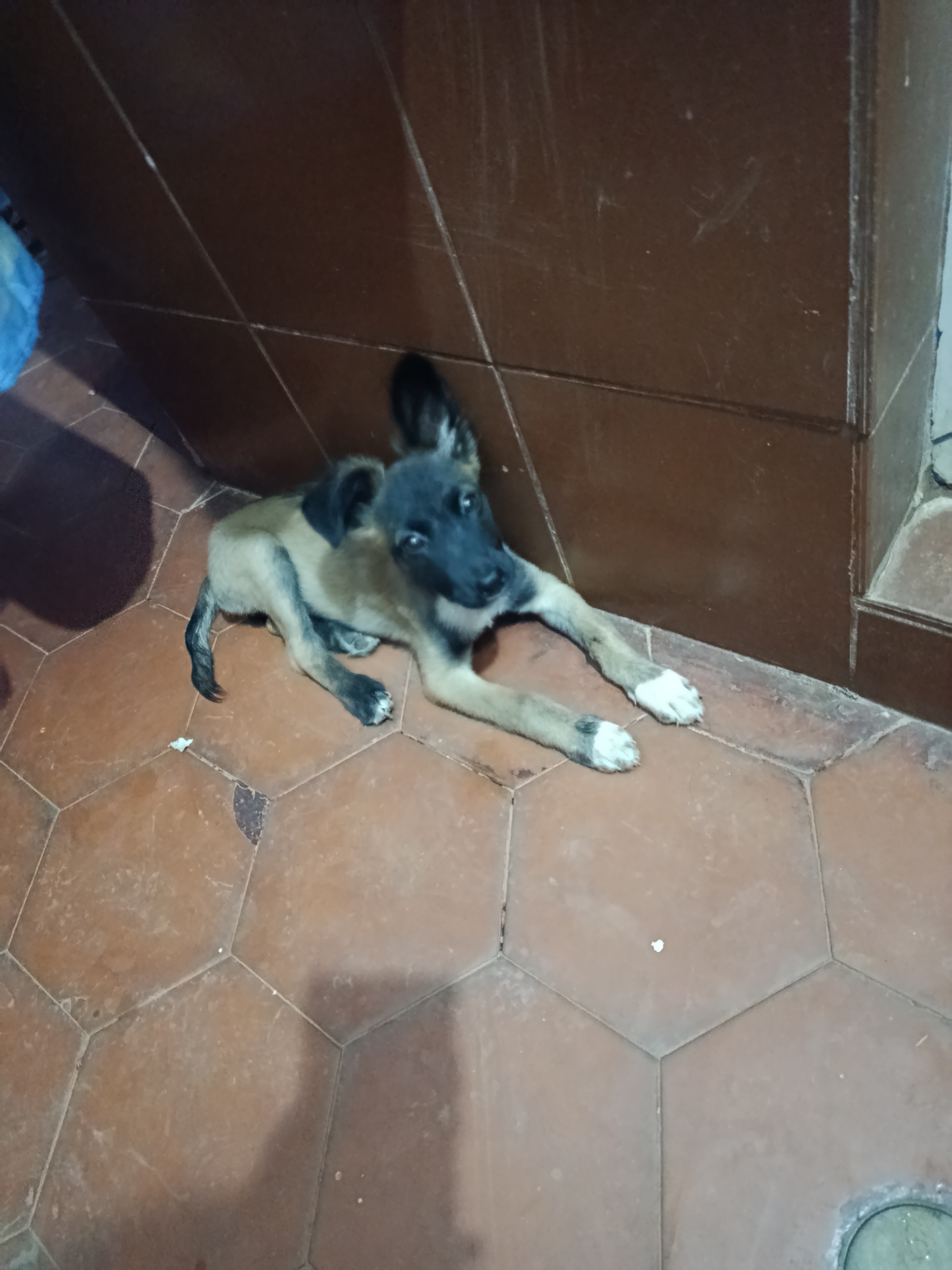 A young, tan-colored Belgian Malinois puppy with black ears and a black mask is lying on a floor with hexagon-shaped, brownish-red tiles. The dog's front paws are extended, and it is looking towards the camera. The floor tiles have a worn appearance. Behind the puppy, there is a vertical wall with large, brown rectangular tiles. A small, blue object is visible in the upper left corner. The location is indicated as Juan Griego, Venezuela.